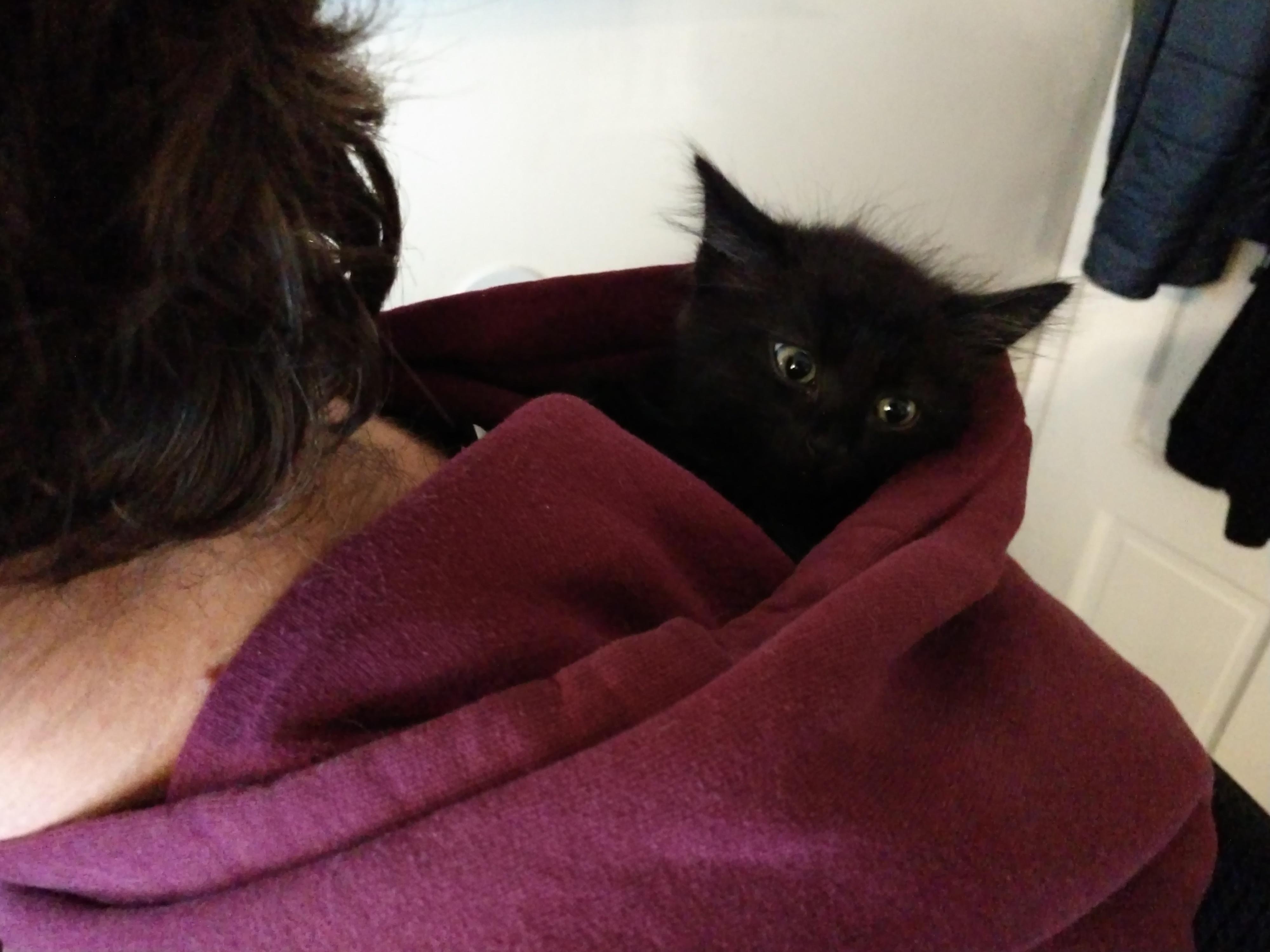 Spoopy hood kitten : kittens