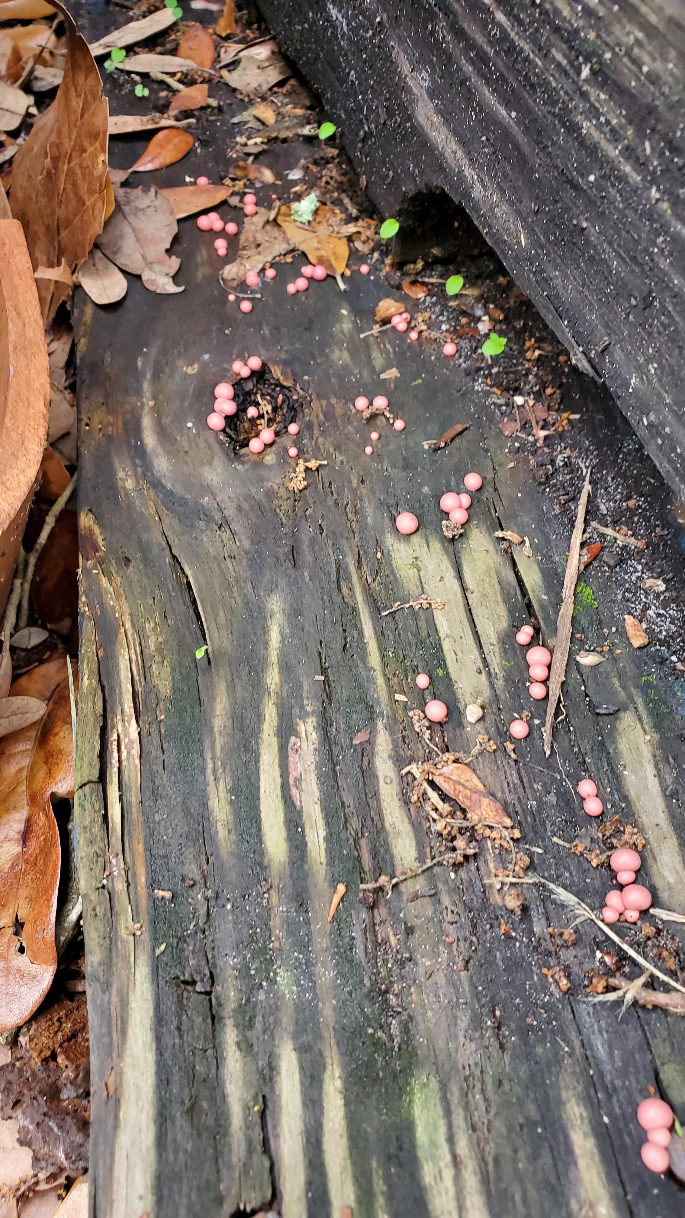 Are the pink things mold? r/Mold