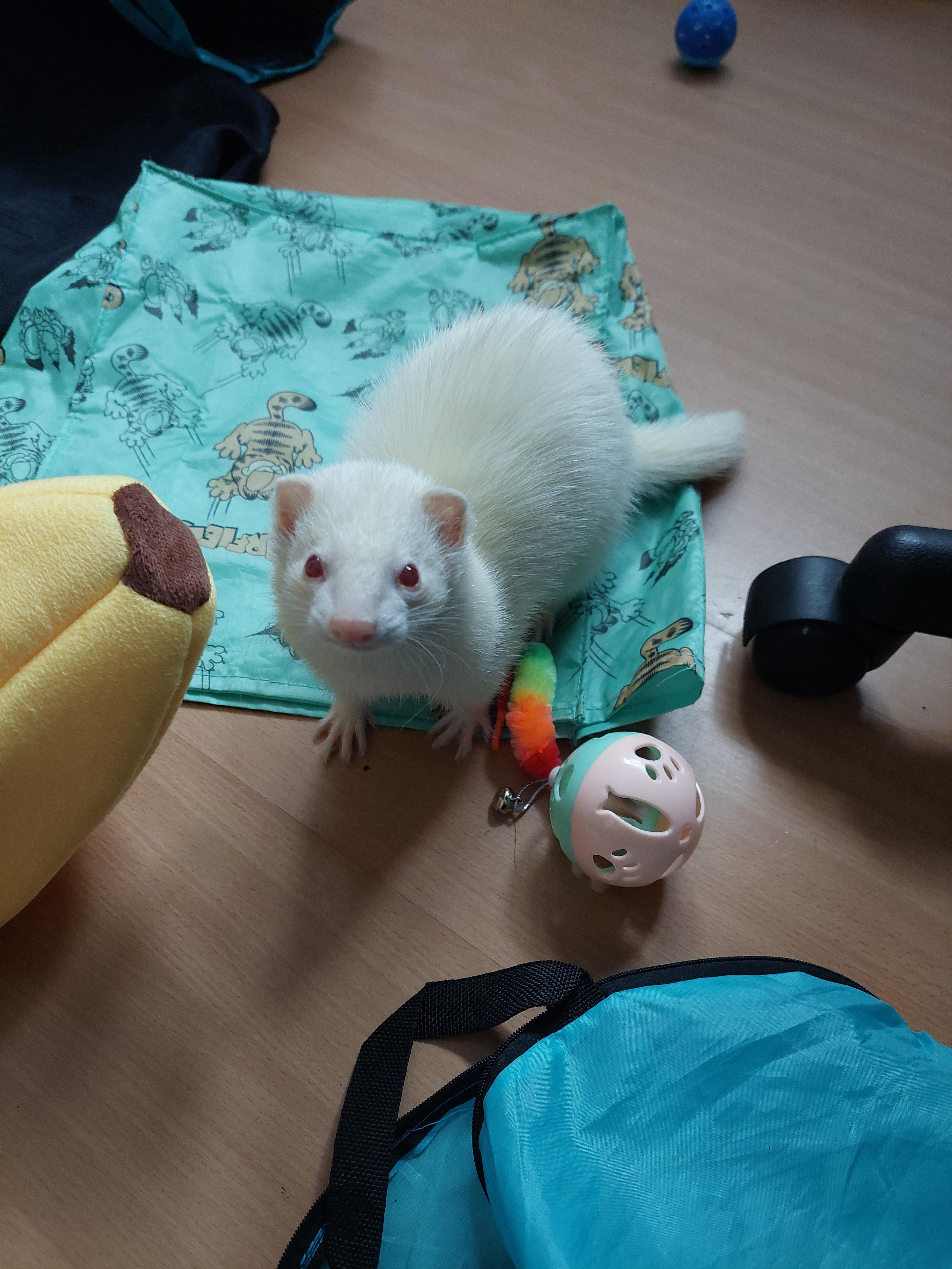 Does anyone else have a very affectionate ferret? r/ferrets