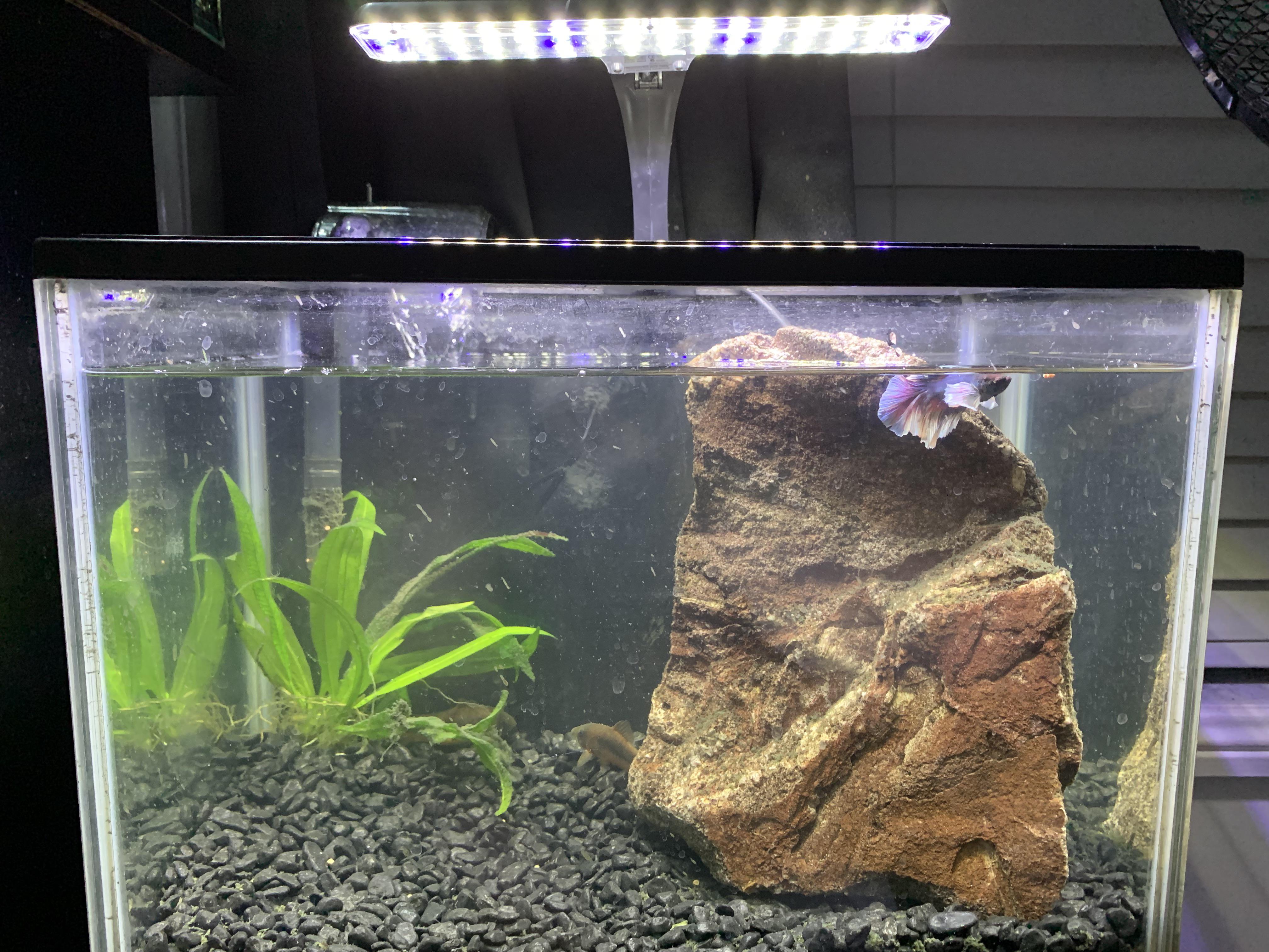 How does my 20 litre tank look with one elephant ear beta fish and 2