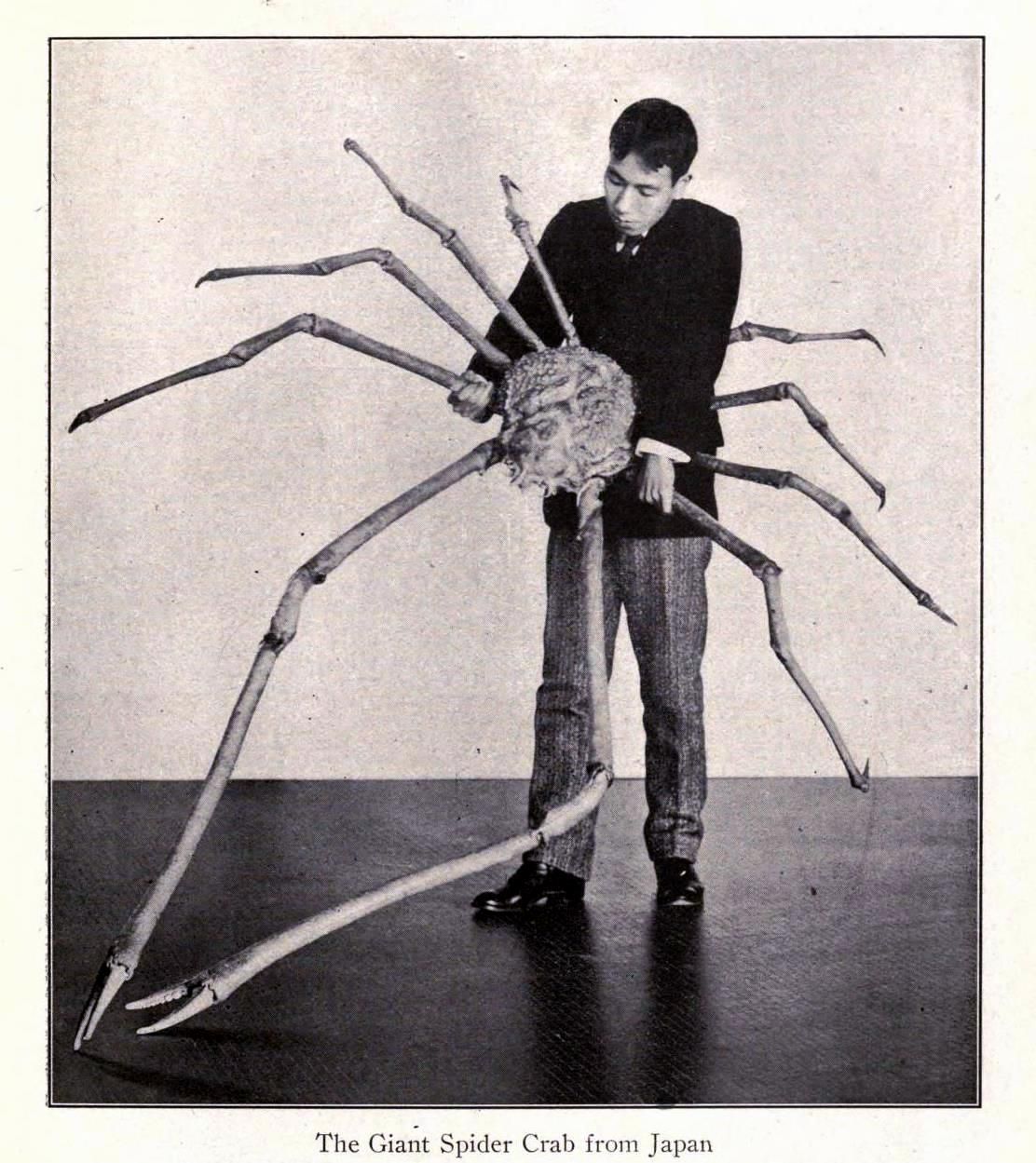 Japanese Giant Spider Crab