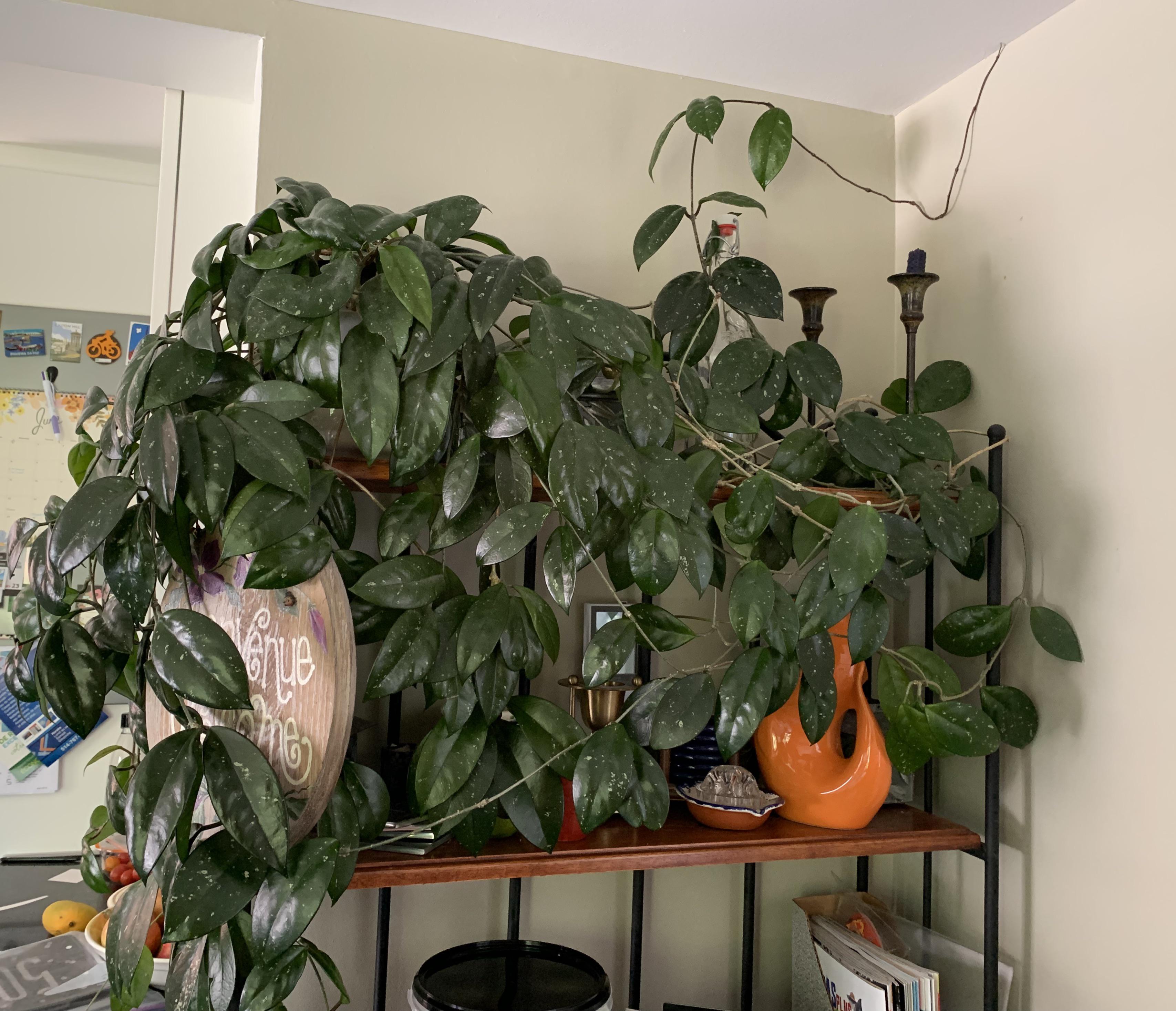 To repot or not? Older hoya not flowering. I repotted it in ordinary