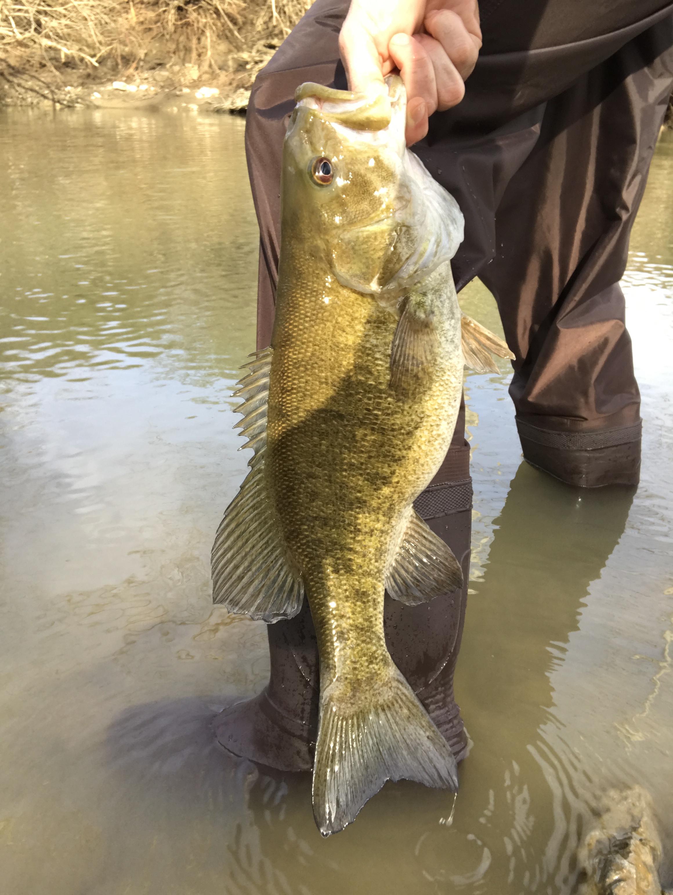 3 hours of wading pays off r/bassfishing