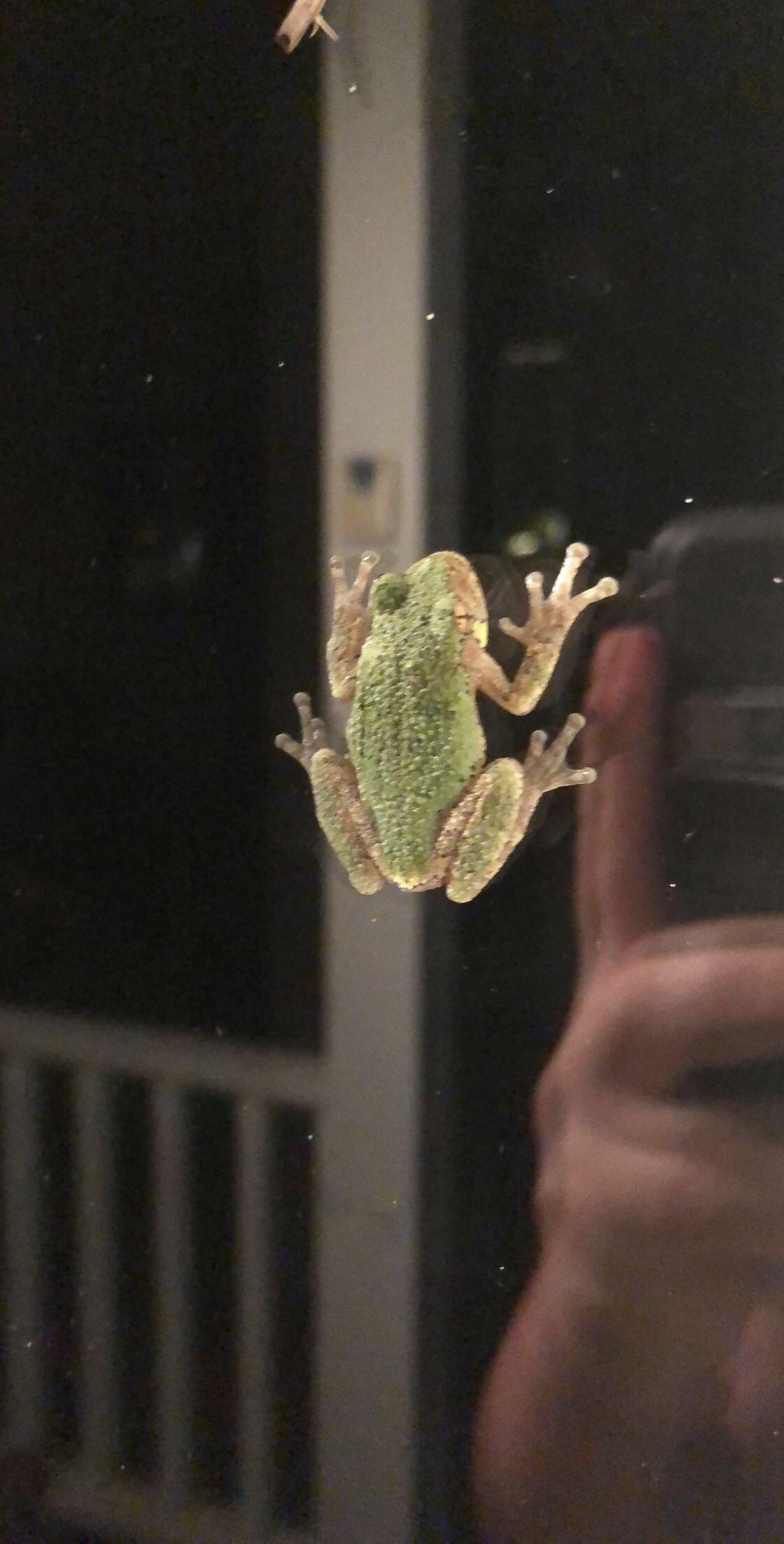Help Identify this North Carolinian Frog! It was bumpy and had crosses