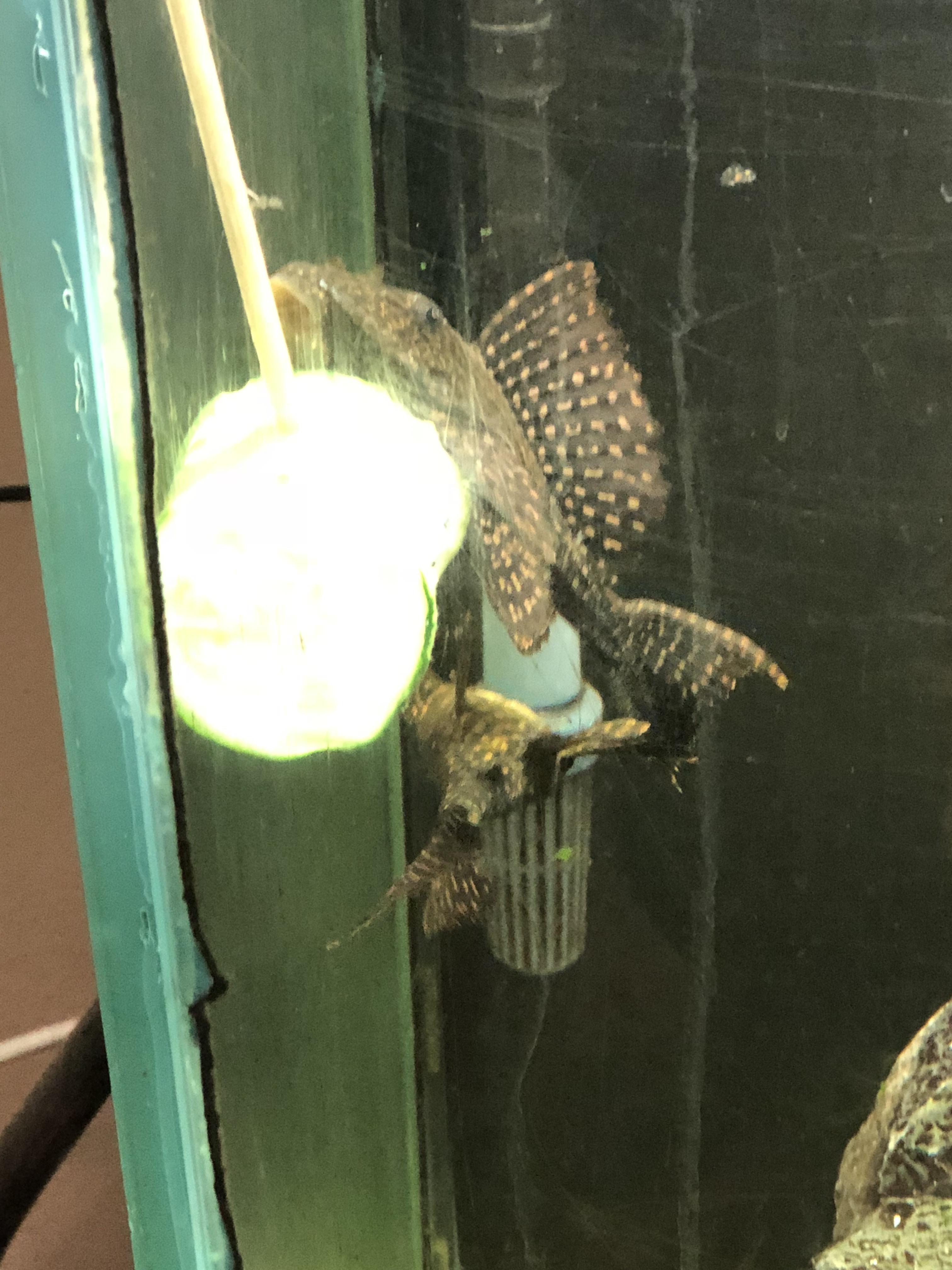 When you introduce zucchini to your plecos. r/Aquariums