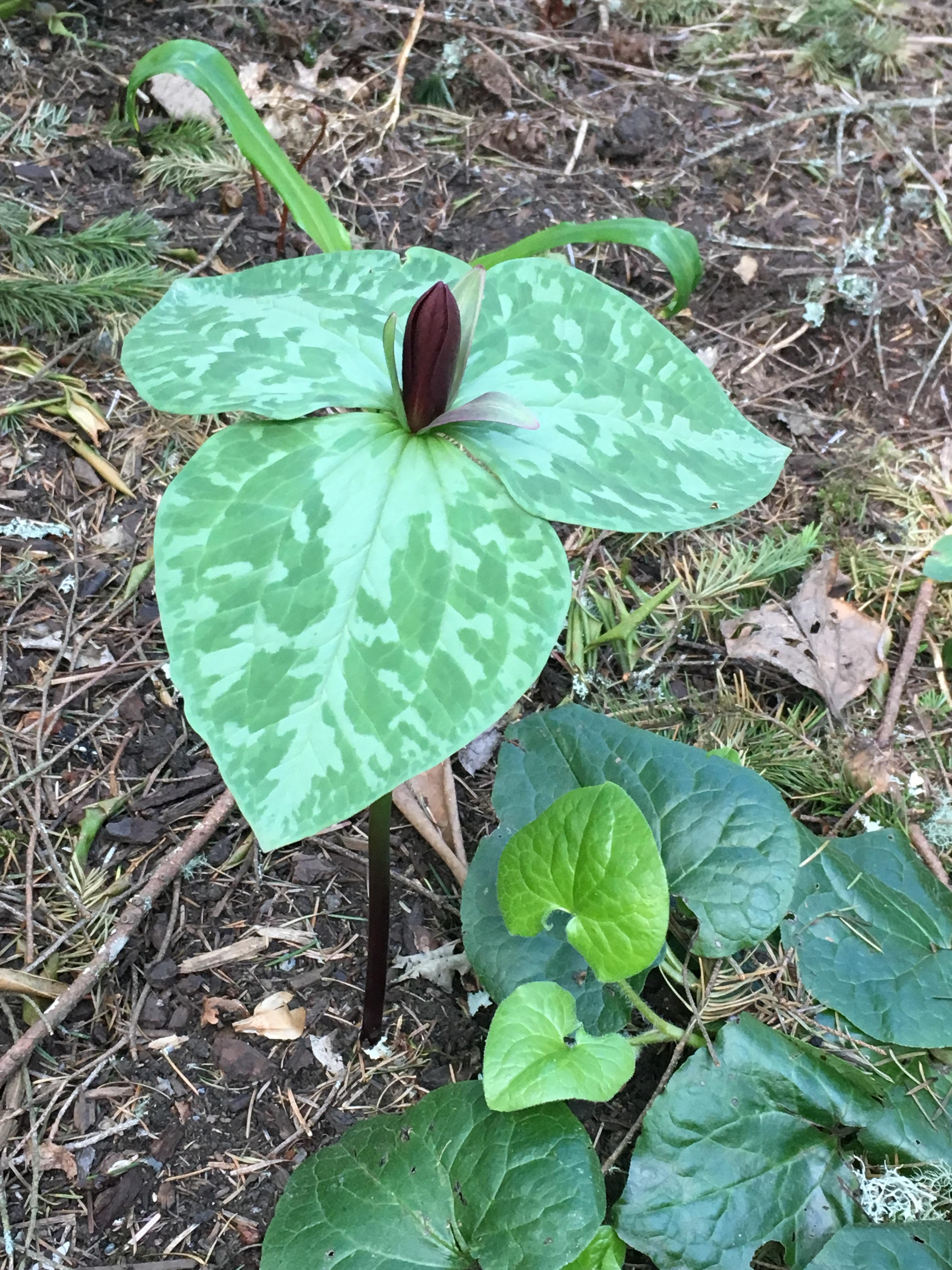 Trilliums are rare, expensive plants that can take up to 7