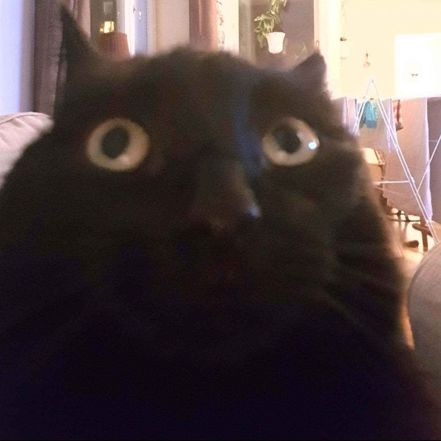 Confused cat r/teenagers