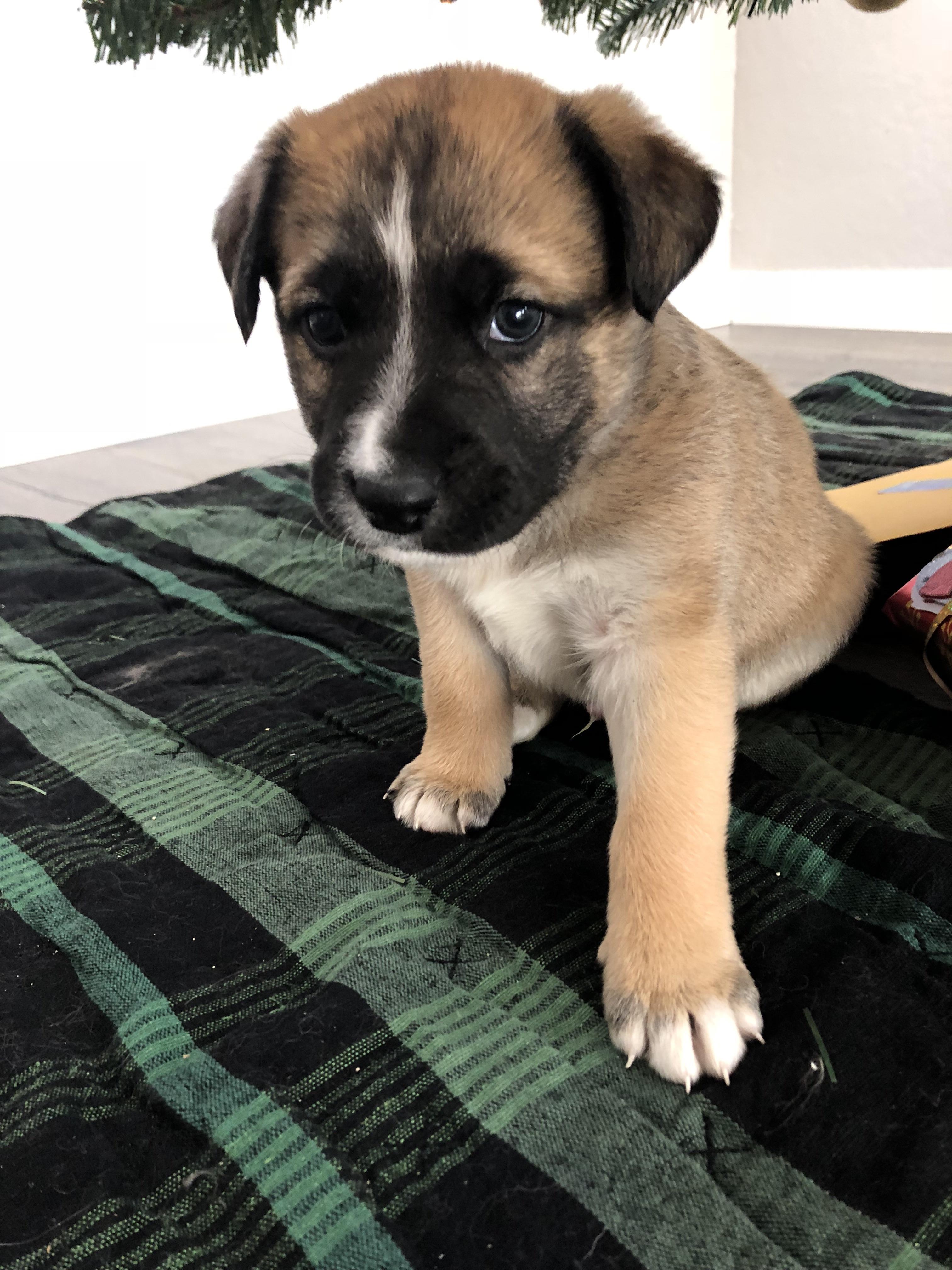 Great Pyrenees Mix Puppies / Great Pyrenees Lab Mix Relaxes At The Park