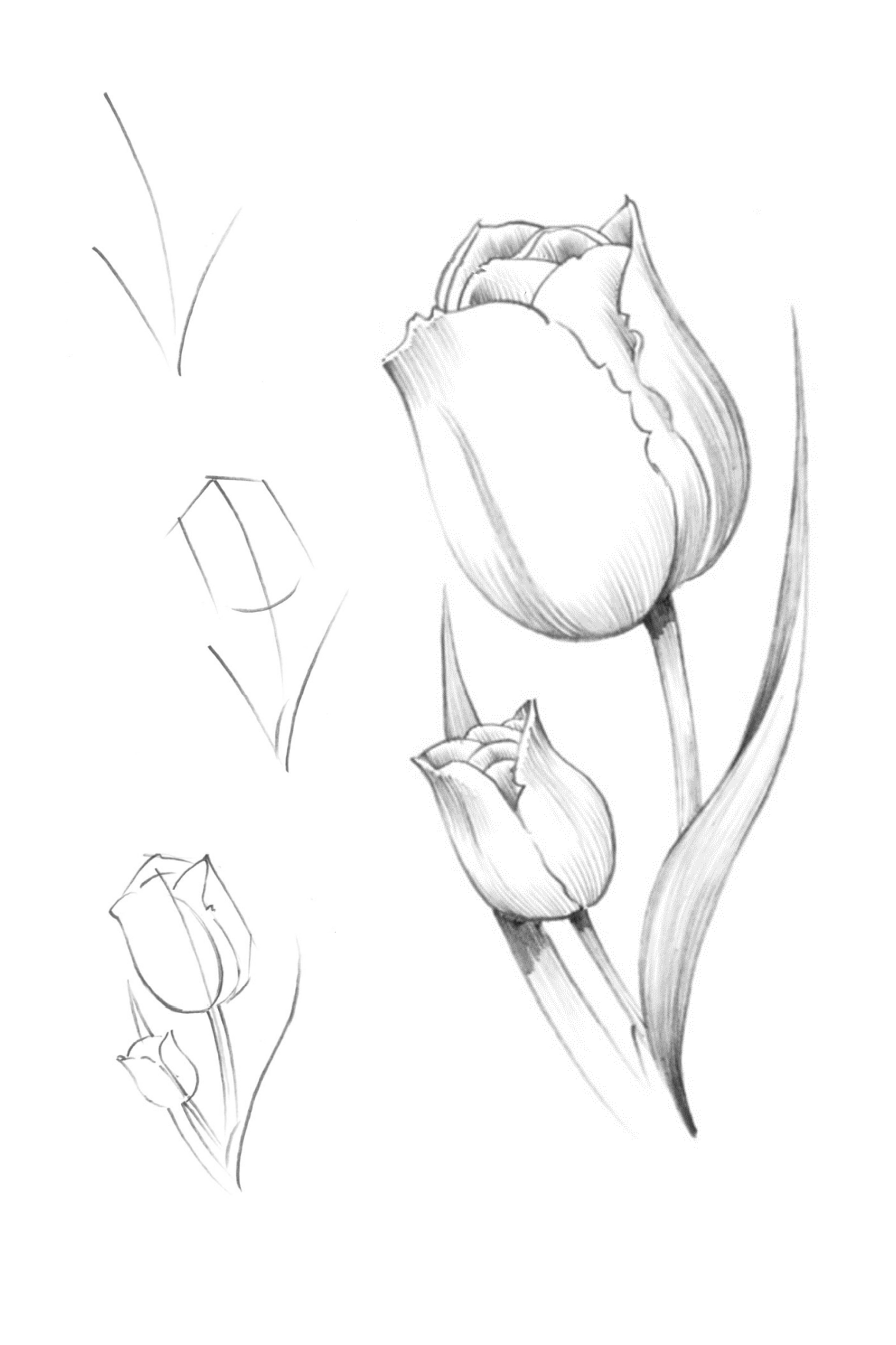 How to draw tulips. Stepbystep guide Drawing_Tutorials