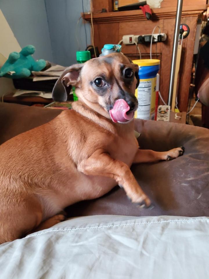 Bucky licking his chops. r/DOG