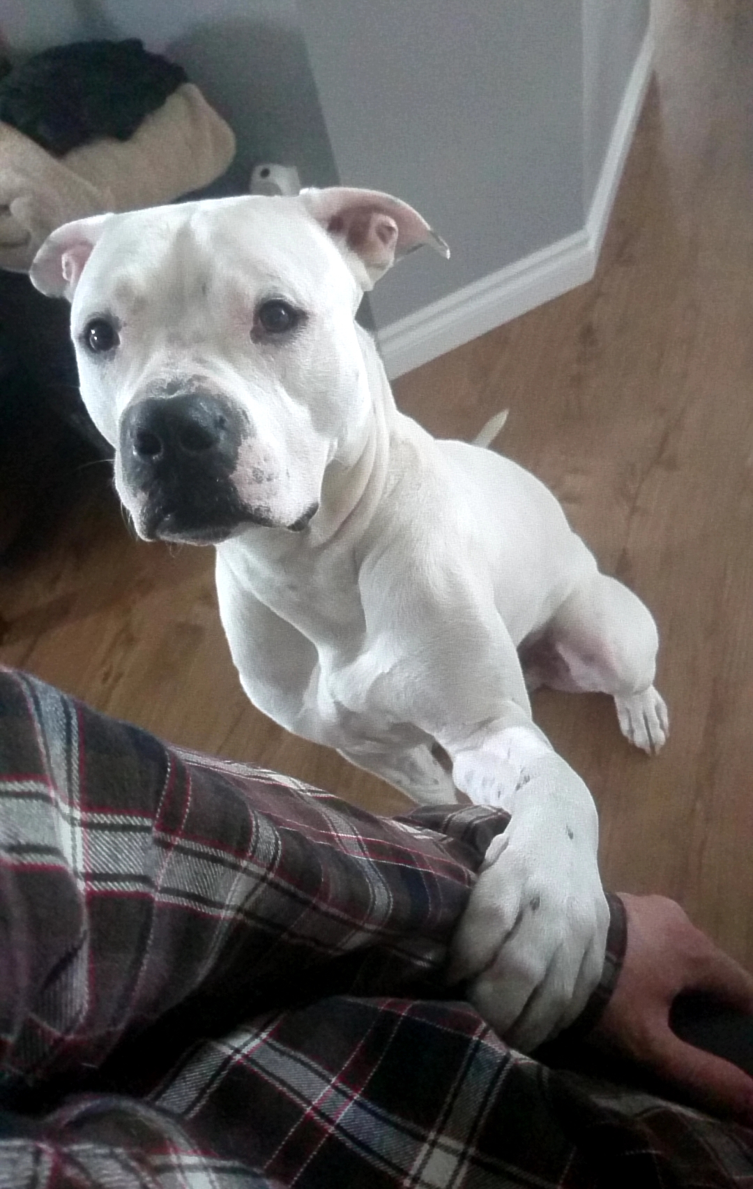 Why does my bull boxer cross always paw me? r/Dogtraining