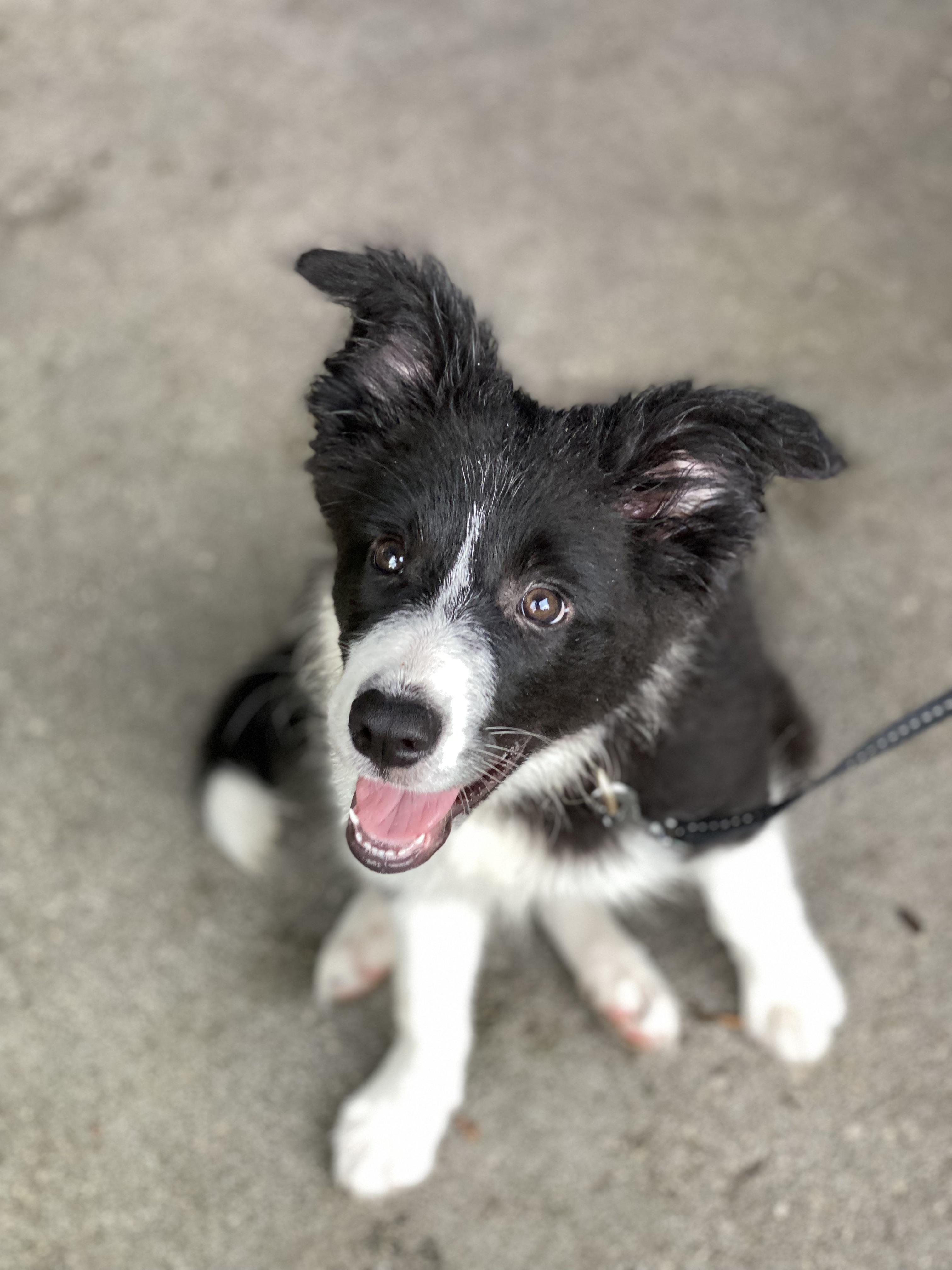 My parents new baby, Kya! BorderCollie