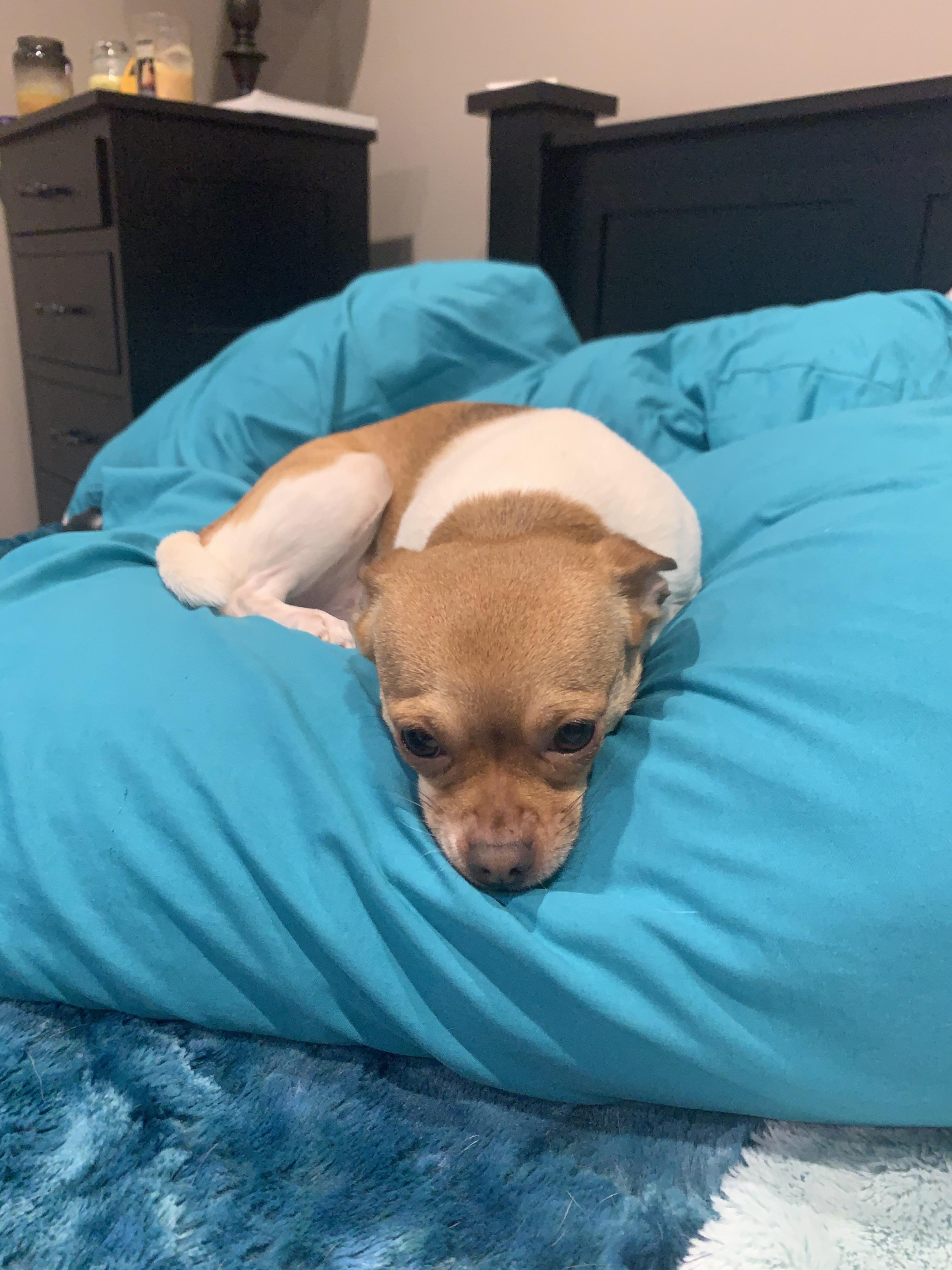 Who pooped in the house??? I asked my 3 dogs who pooped and this is the