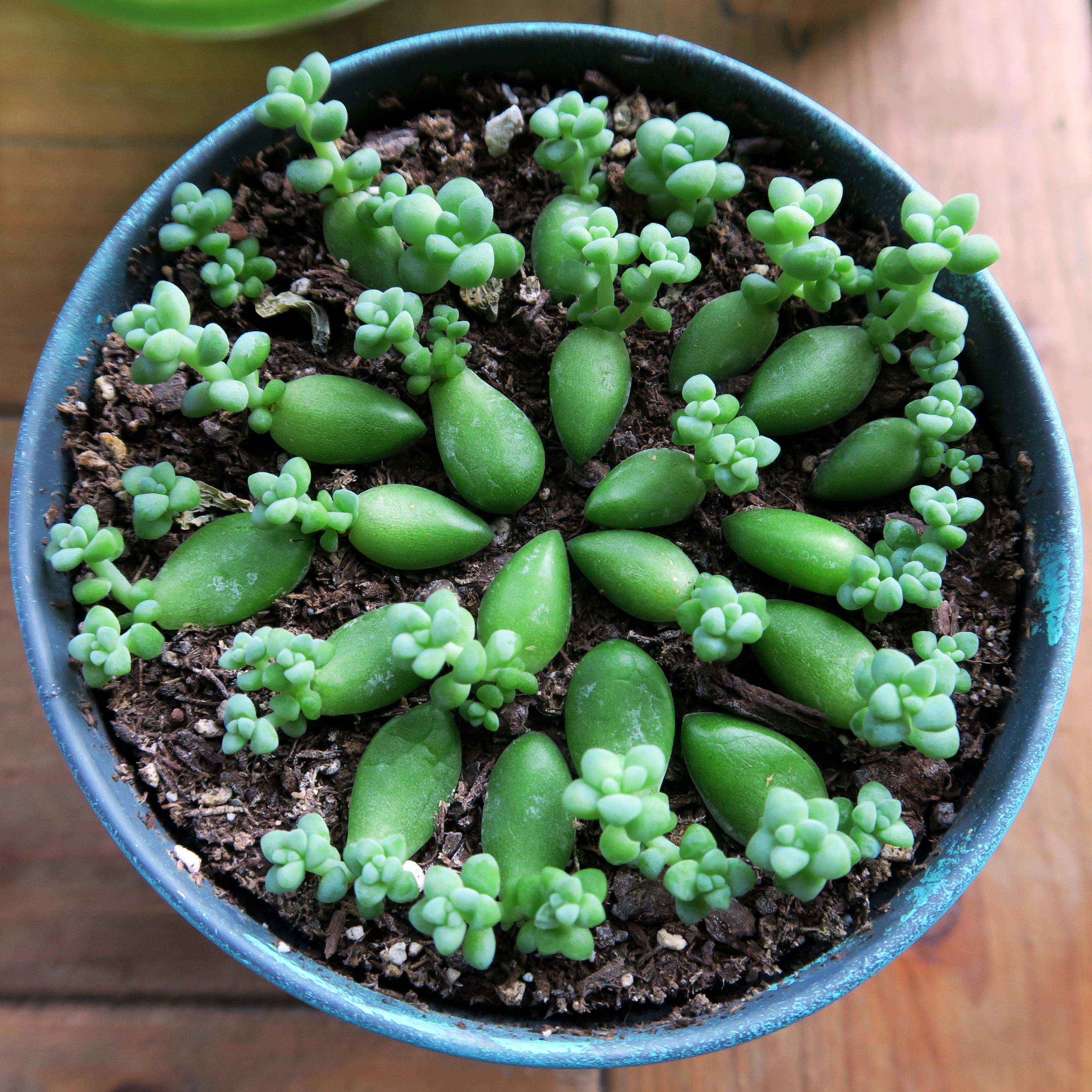 My Sedum (Burro's Tail) Propagation Gang! These babies are