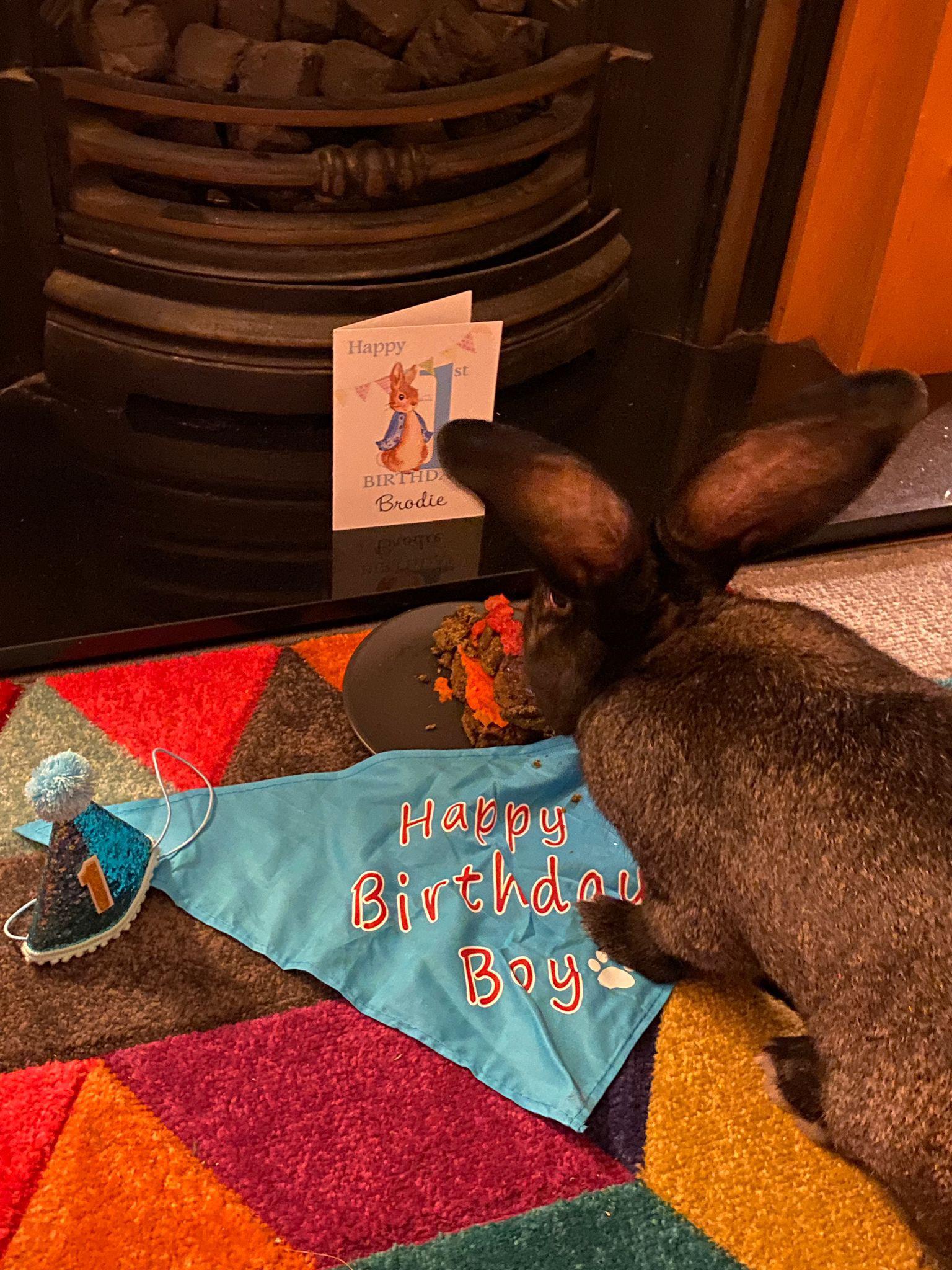 Brodie turned 1 yesterday ) Rabbits