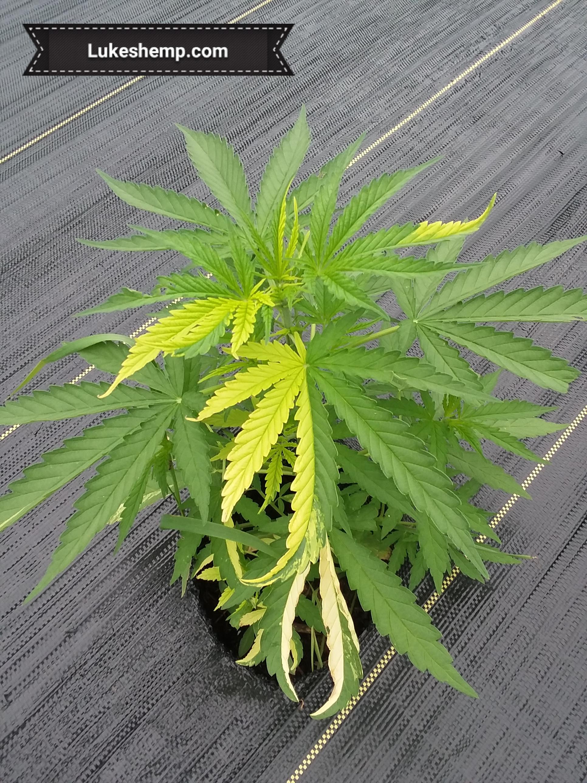 Variegated high cbd Hemp Plant r/CBD