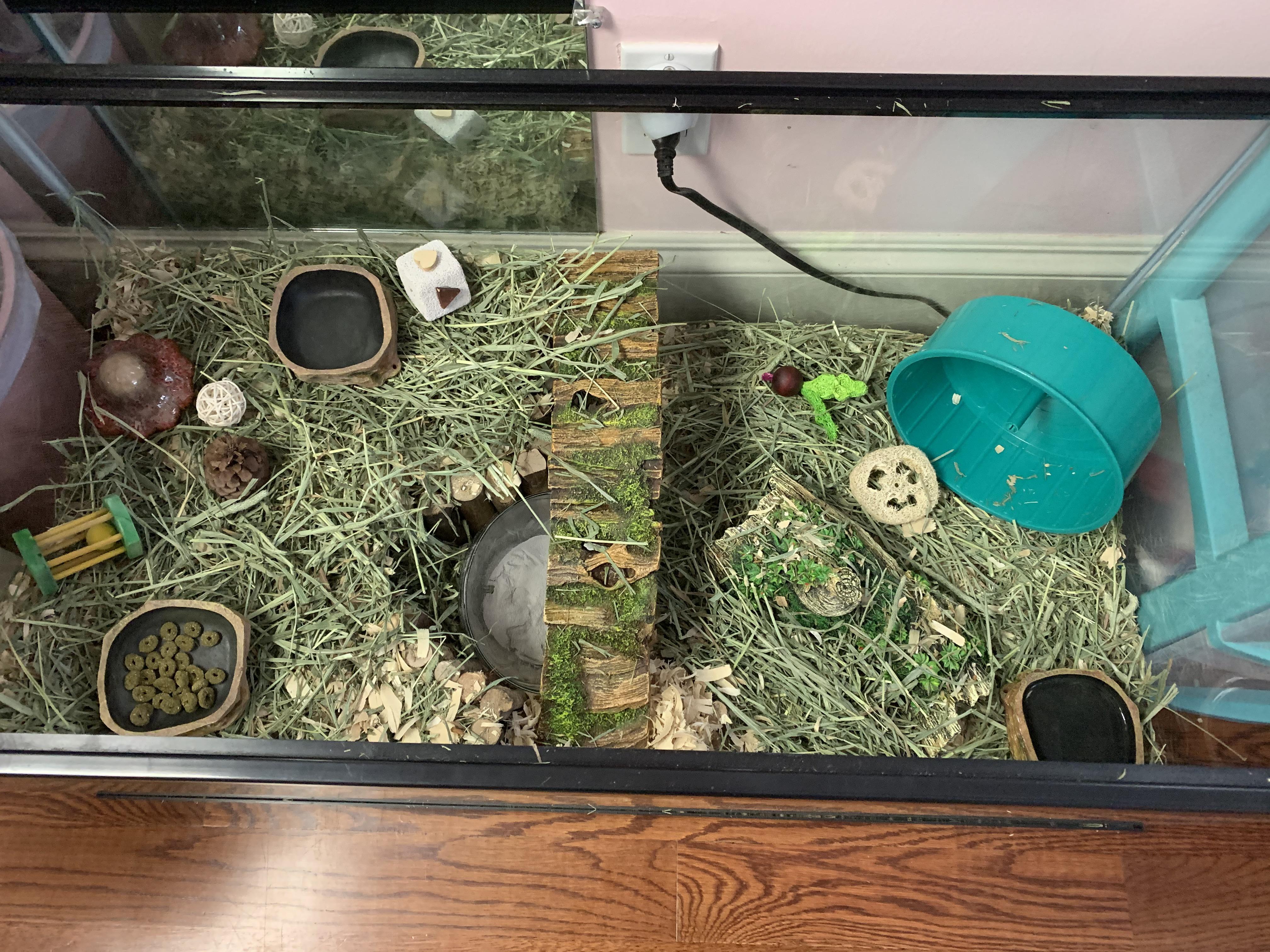 What do you think of my hamsters cage? r/hamsters