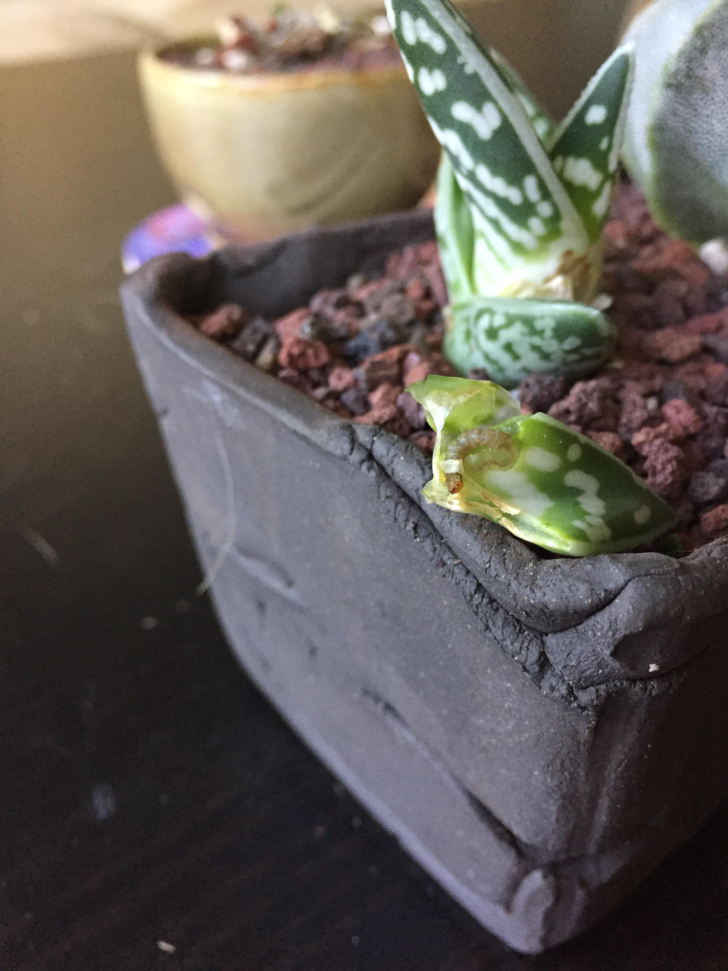 What is this worm I found eating my plant at the base of the leaves