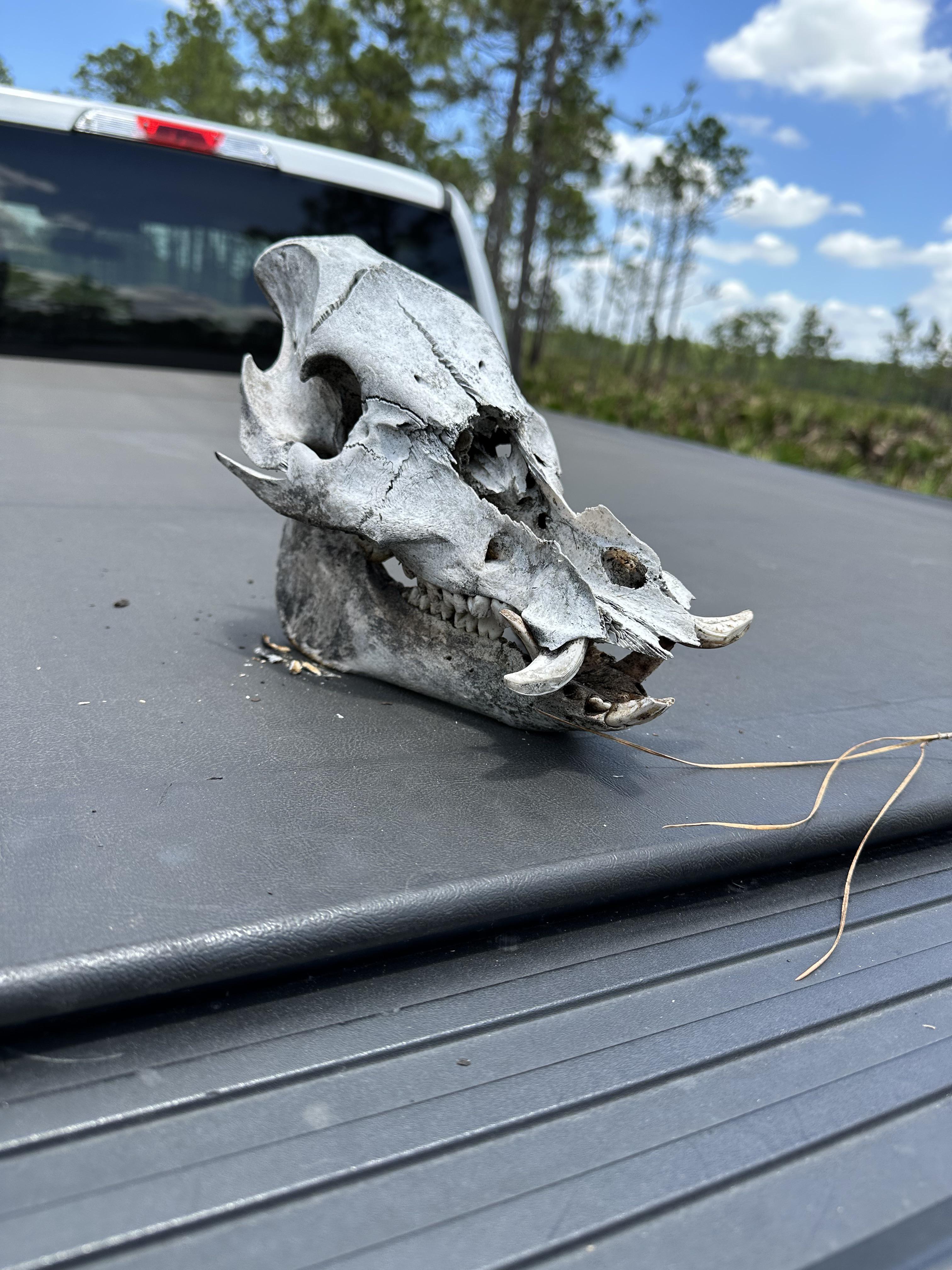 Found this hog skull in an area that was recently burned. How can I
