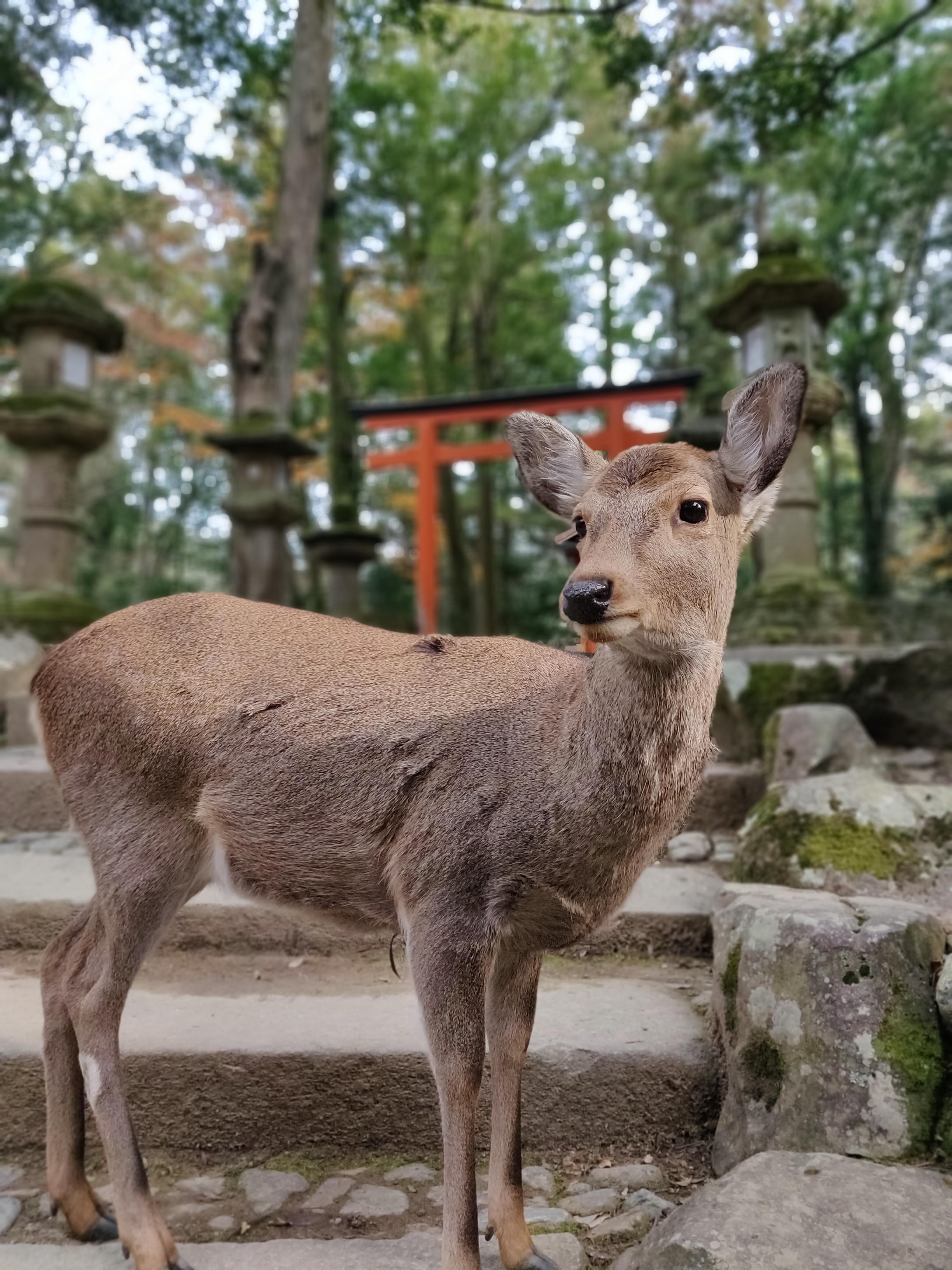 Beautiful deer in Japan r/aww