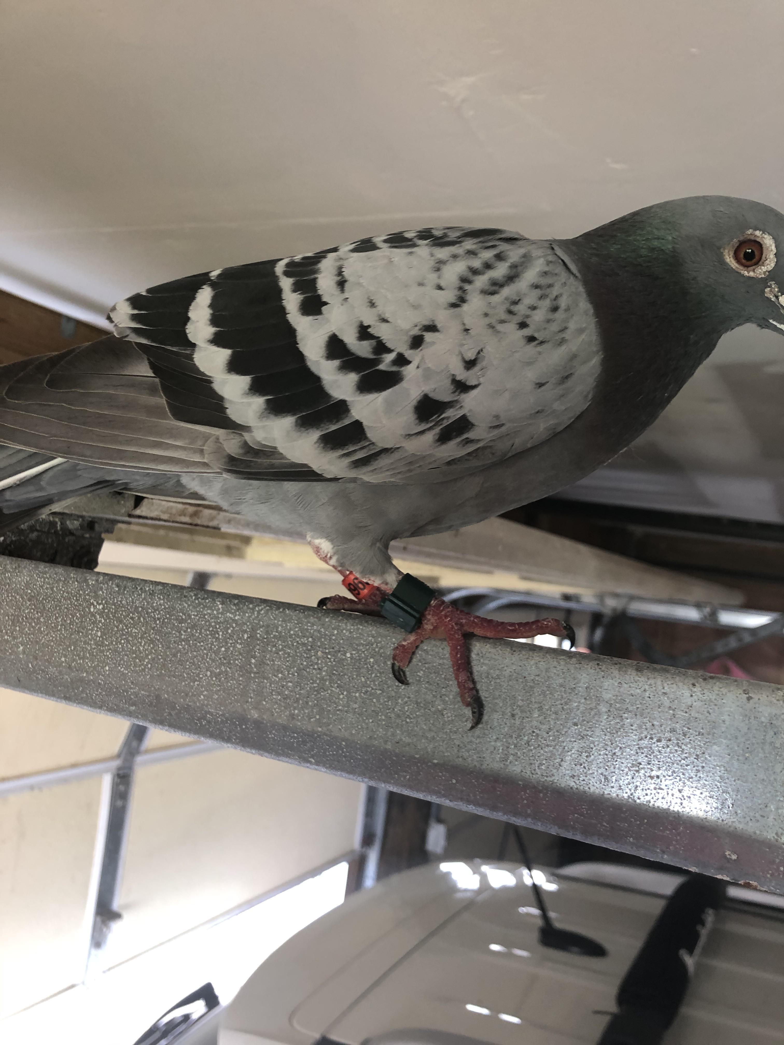 An pigeon racing with the American Racing Pigeon Union stopped by for a rest during his/her