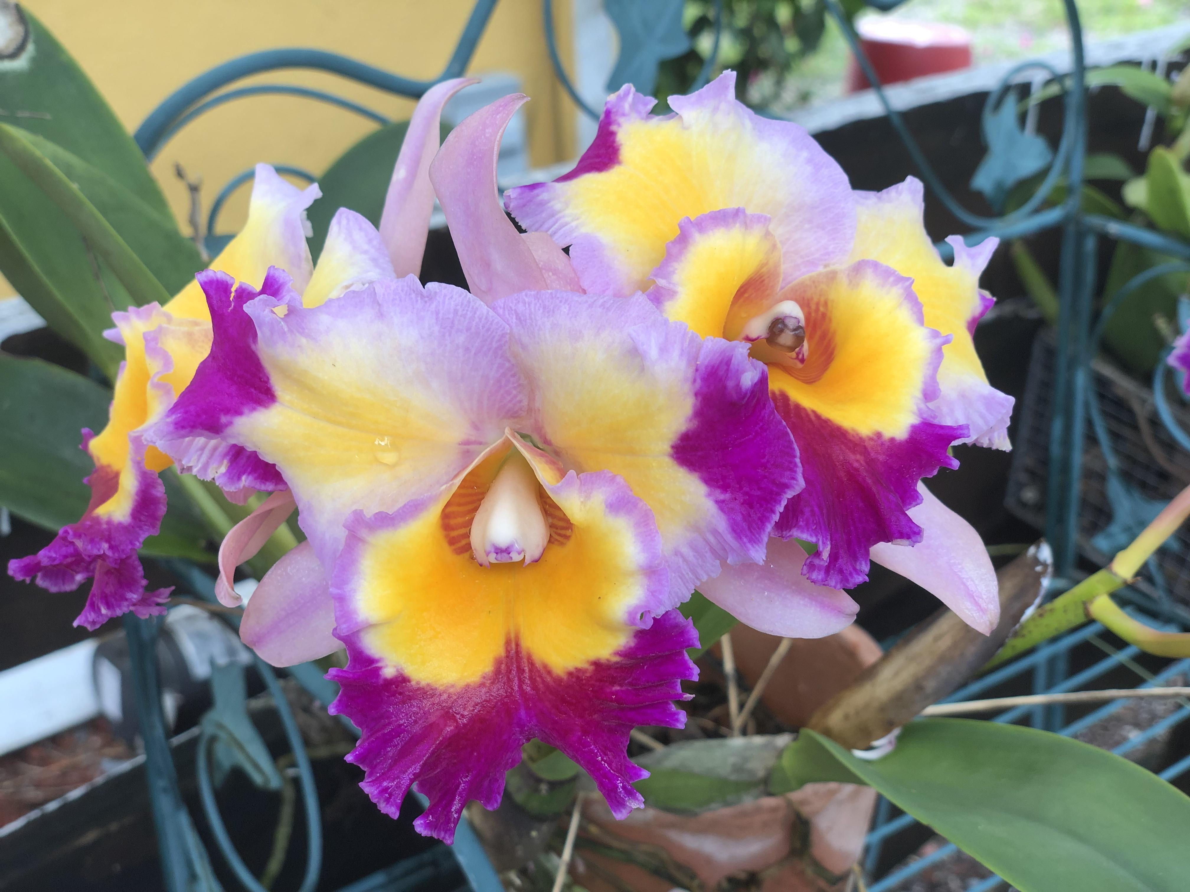 The color of this orchid! r/orchids