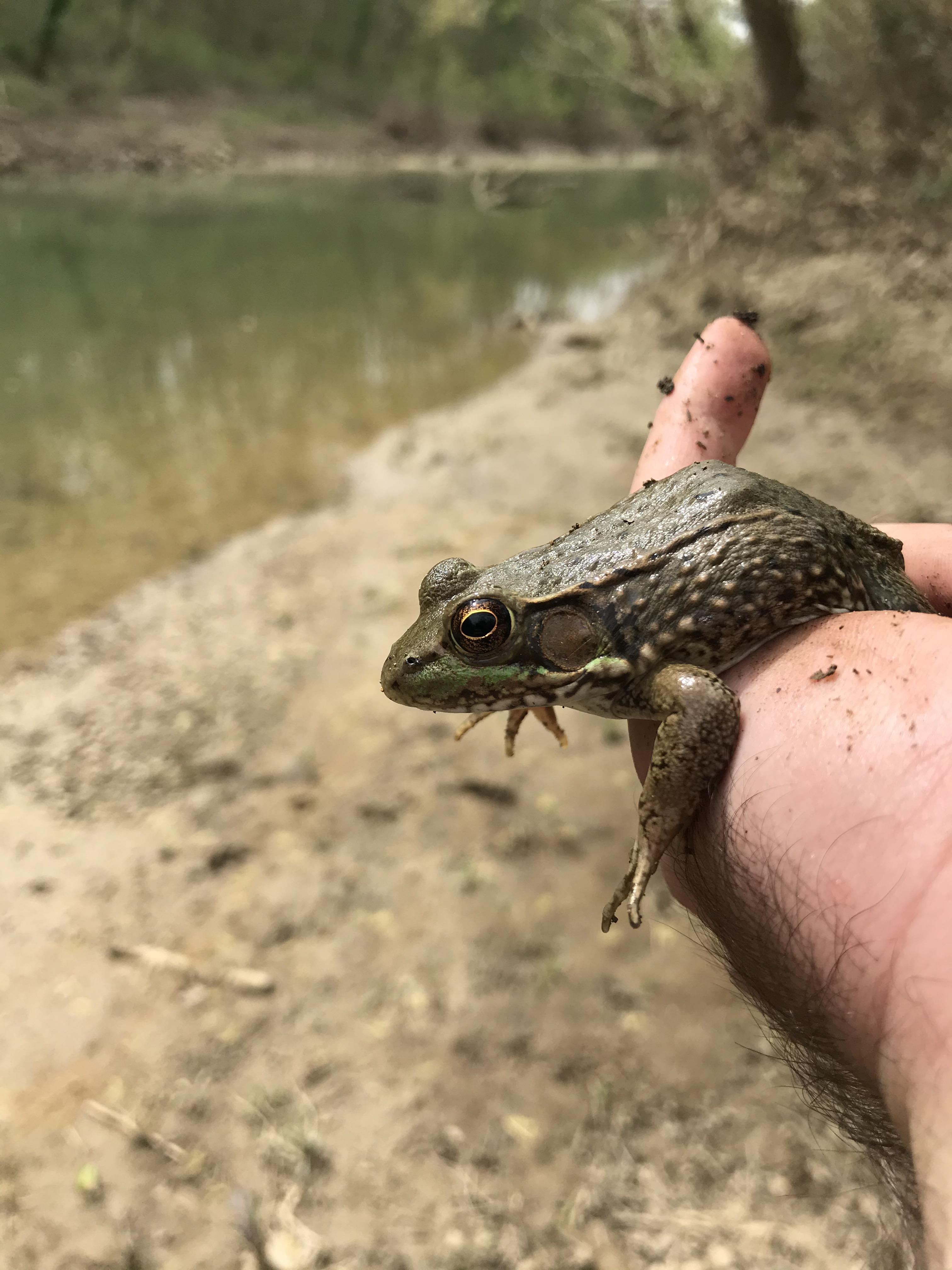 Good looking Green Frog, KY r/herpetology