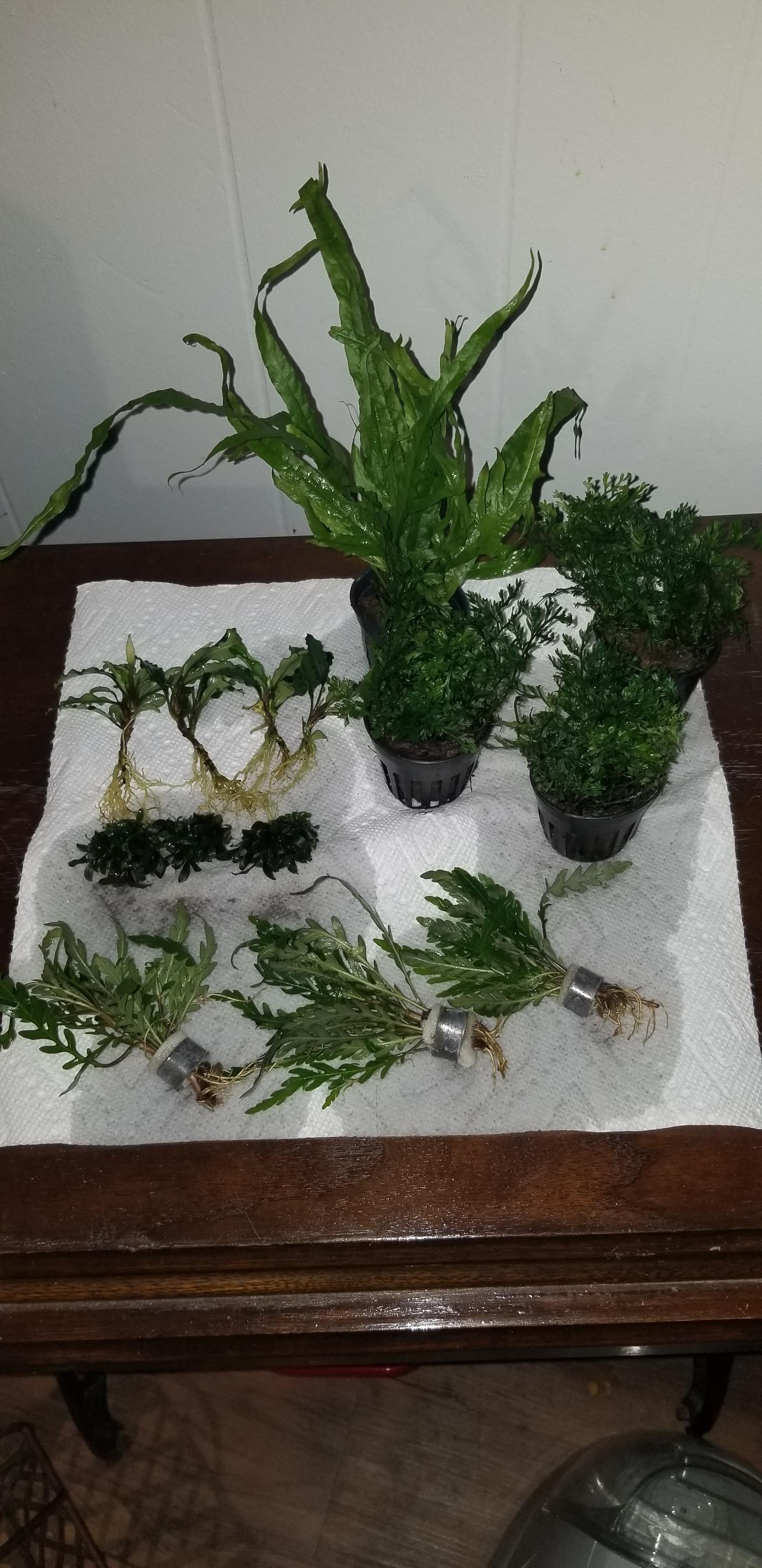 My first online plant order has arrived! I'm exceptionally impressed
