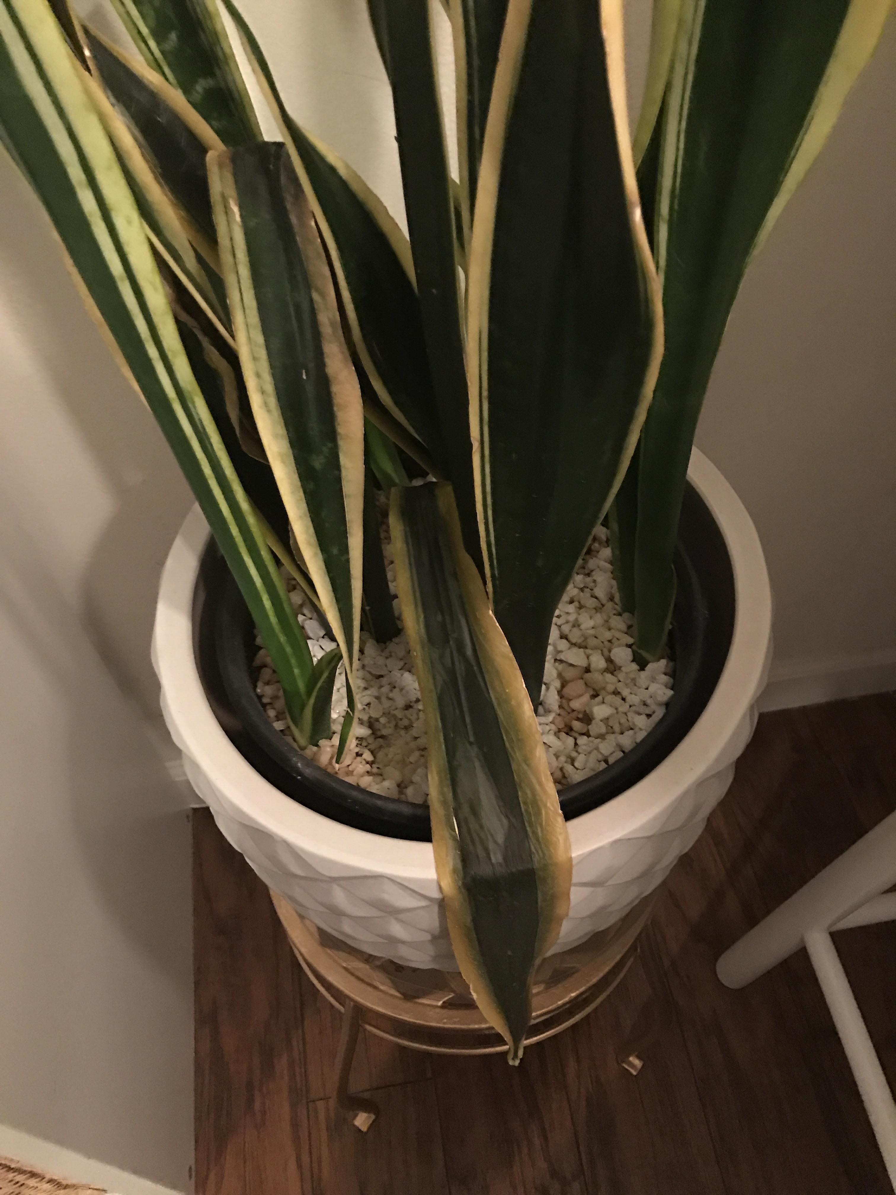 Help snake plant drooping and dropping "leaves" are very squishy to