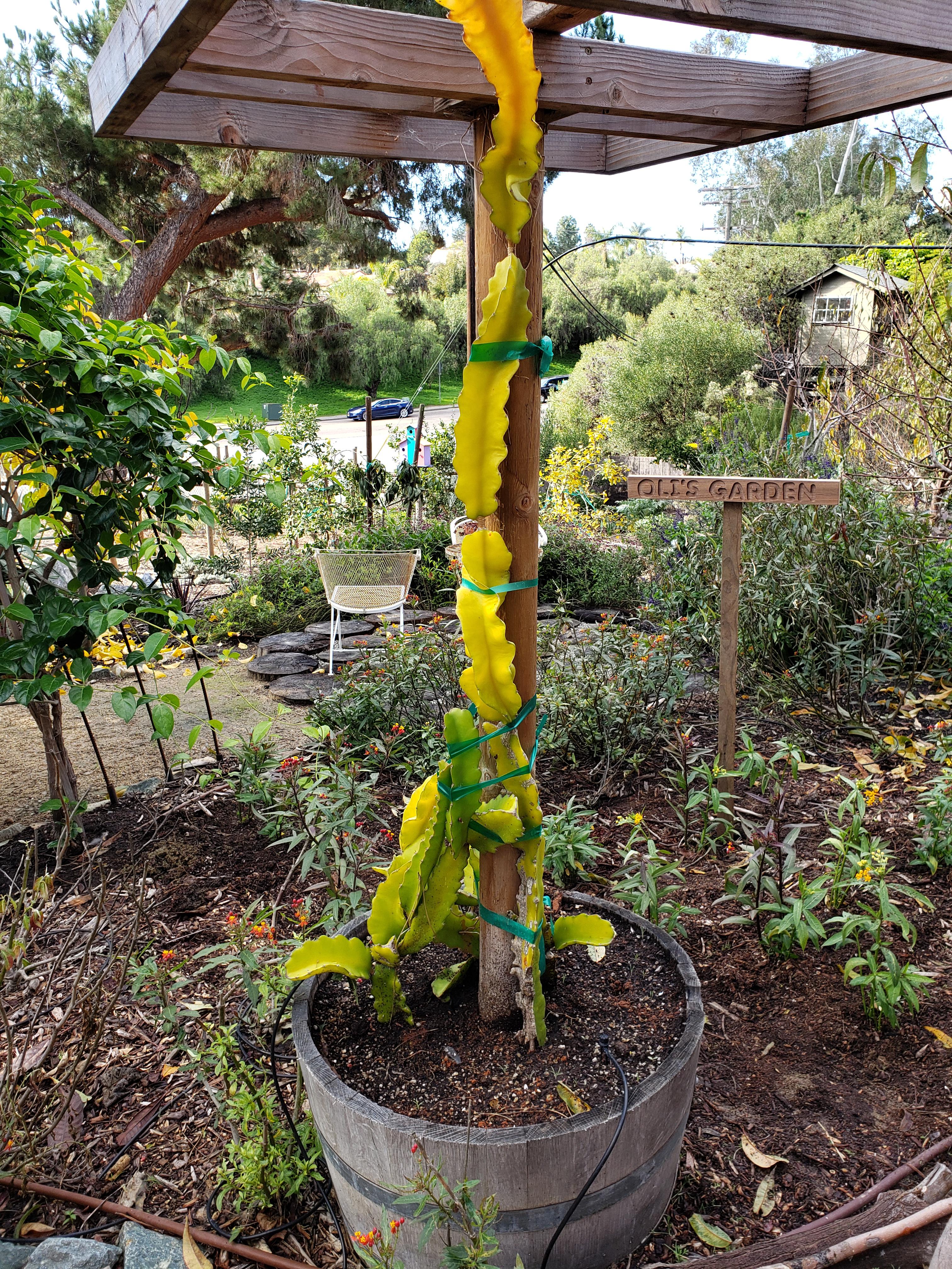This dragon fruit plant is slowly yellowing, and has reddish spots