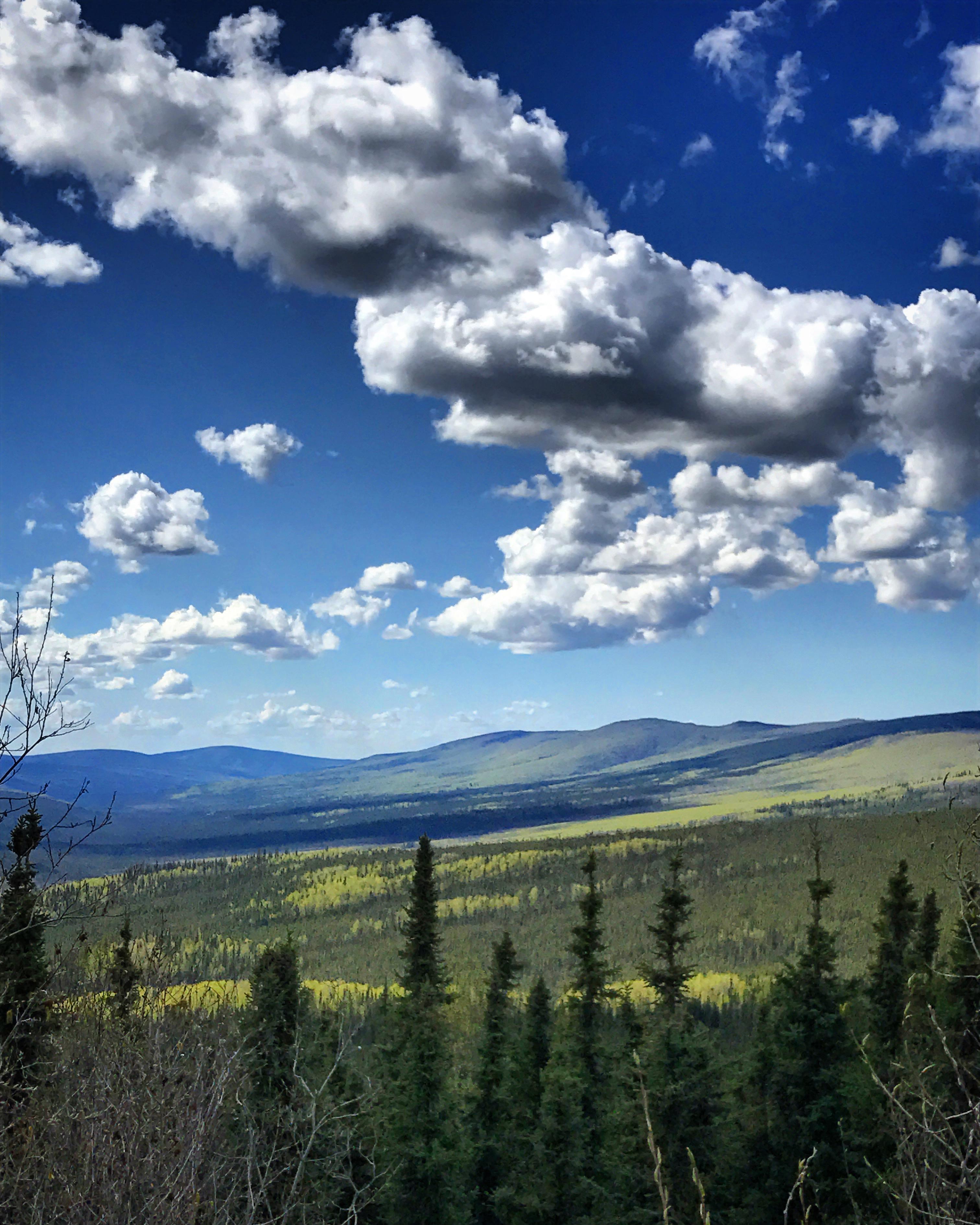 Summer in the interior is so green r/alaska