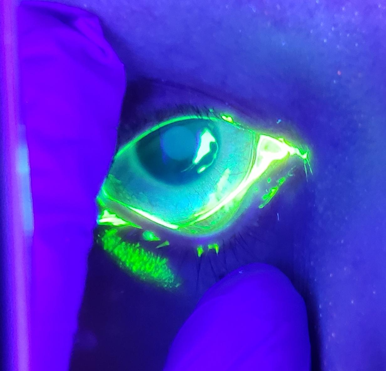 Can Dogs See Black Light