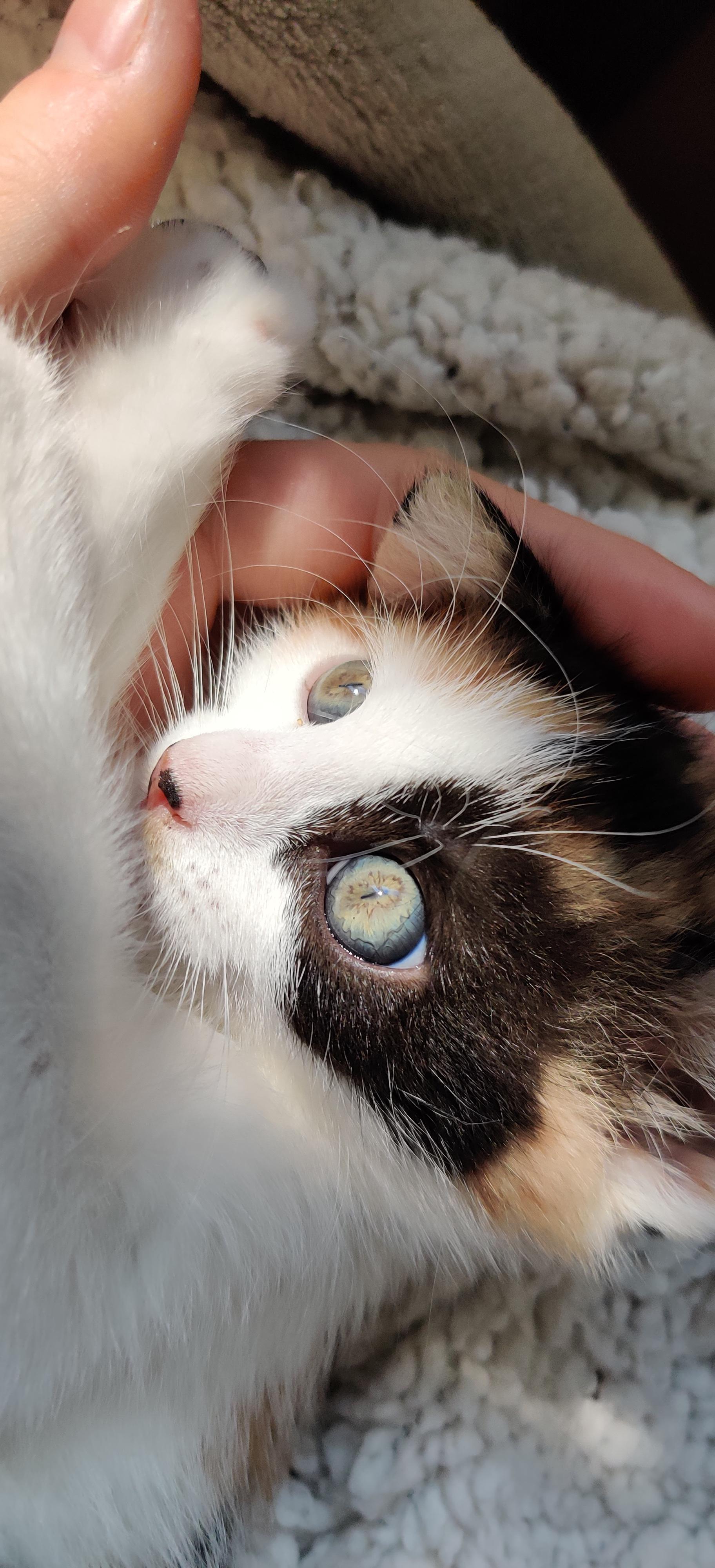 How my fosterkitten's permanent eye color is coming in (all kittens are