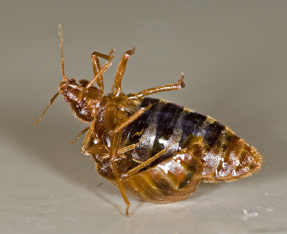 Male bed bugs mate by stabbing their prey with their knife like penis