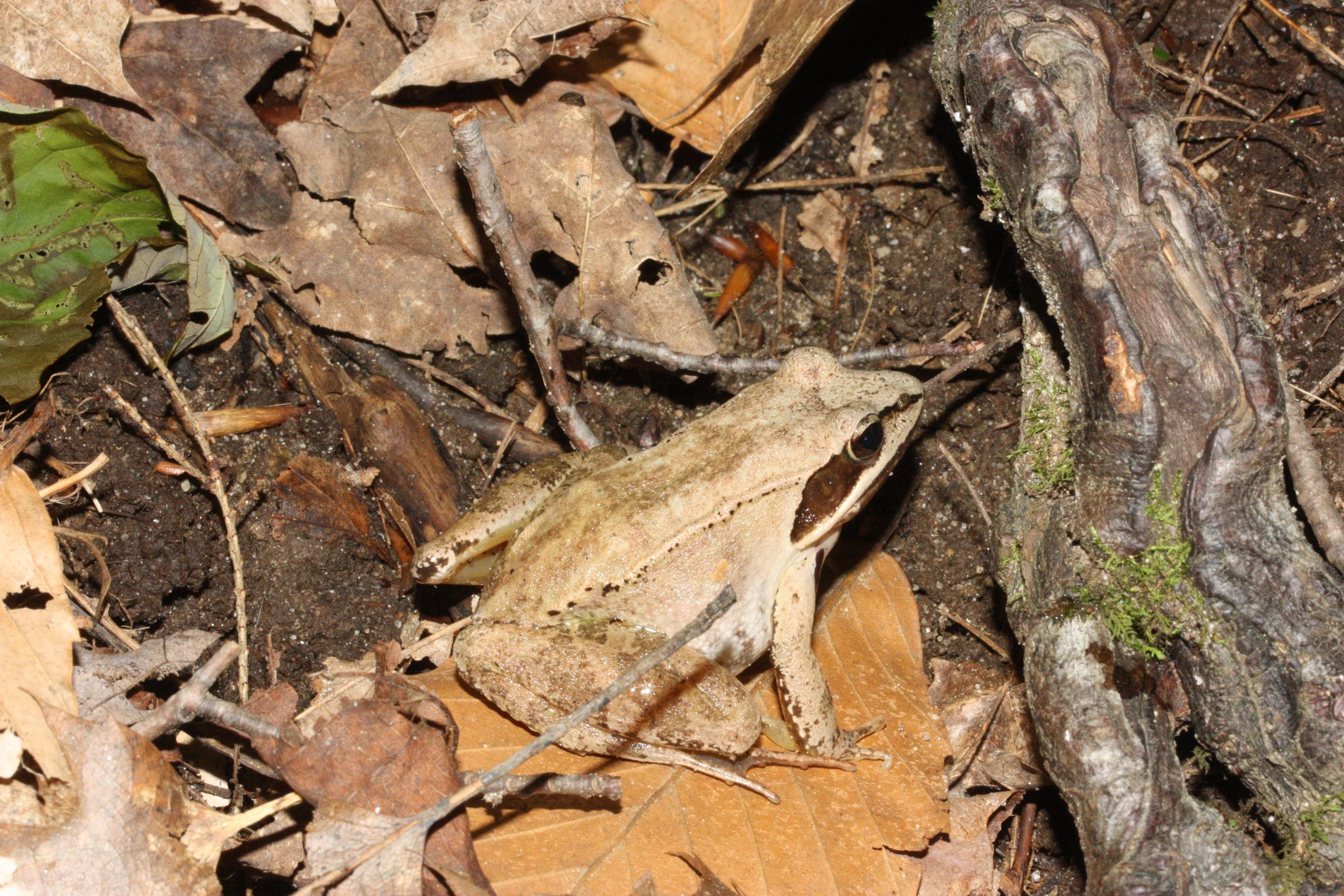 Wood frog (Lithobates sylvatica) in the Appalachian Trail going through