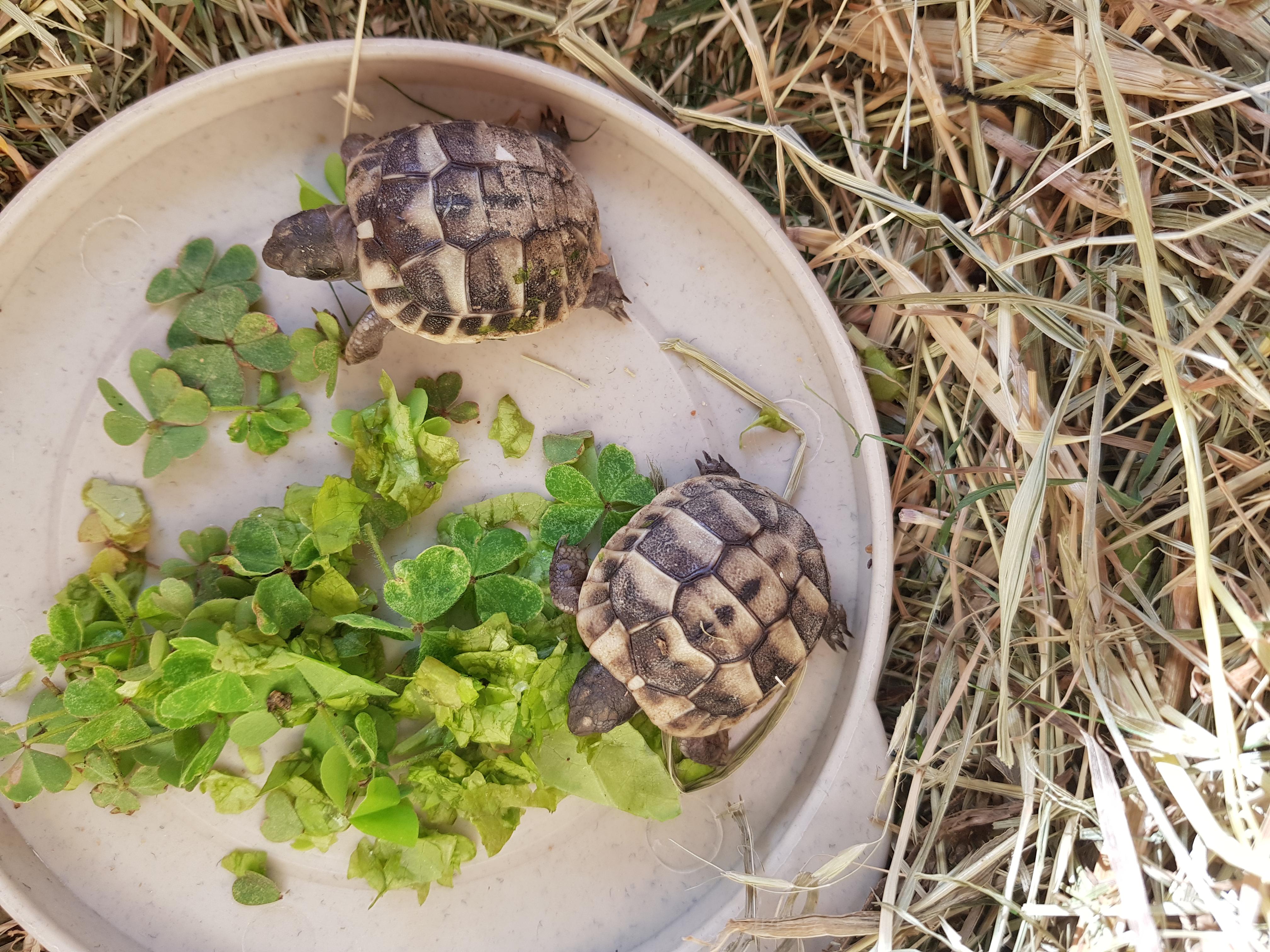 Hi everyone. We recently adopted these 2 baby tortoises, we already