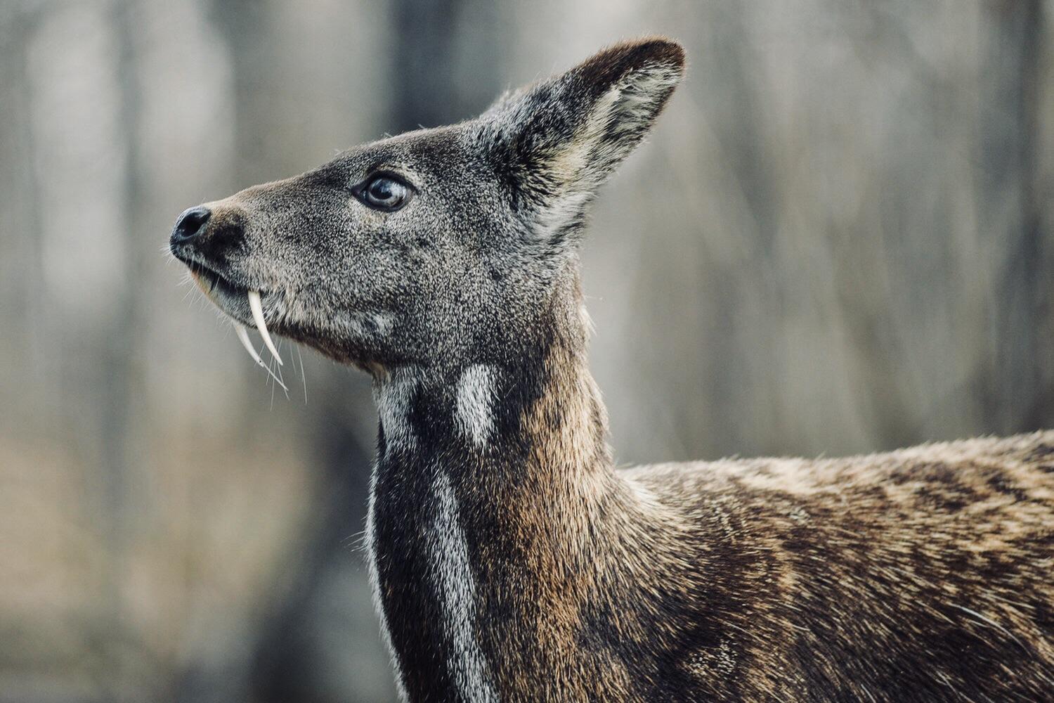 🔥 the Musk Deer has tusks that look like fangs r/NatureIsFuckingLit