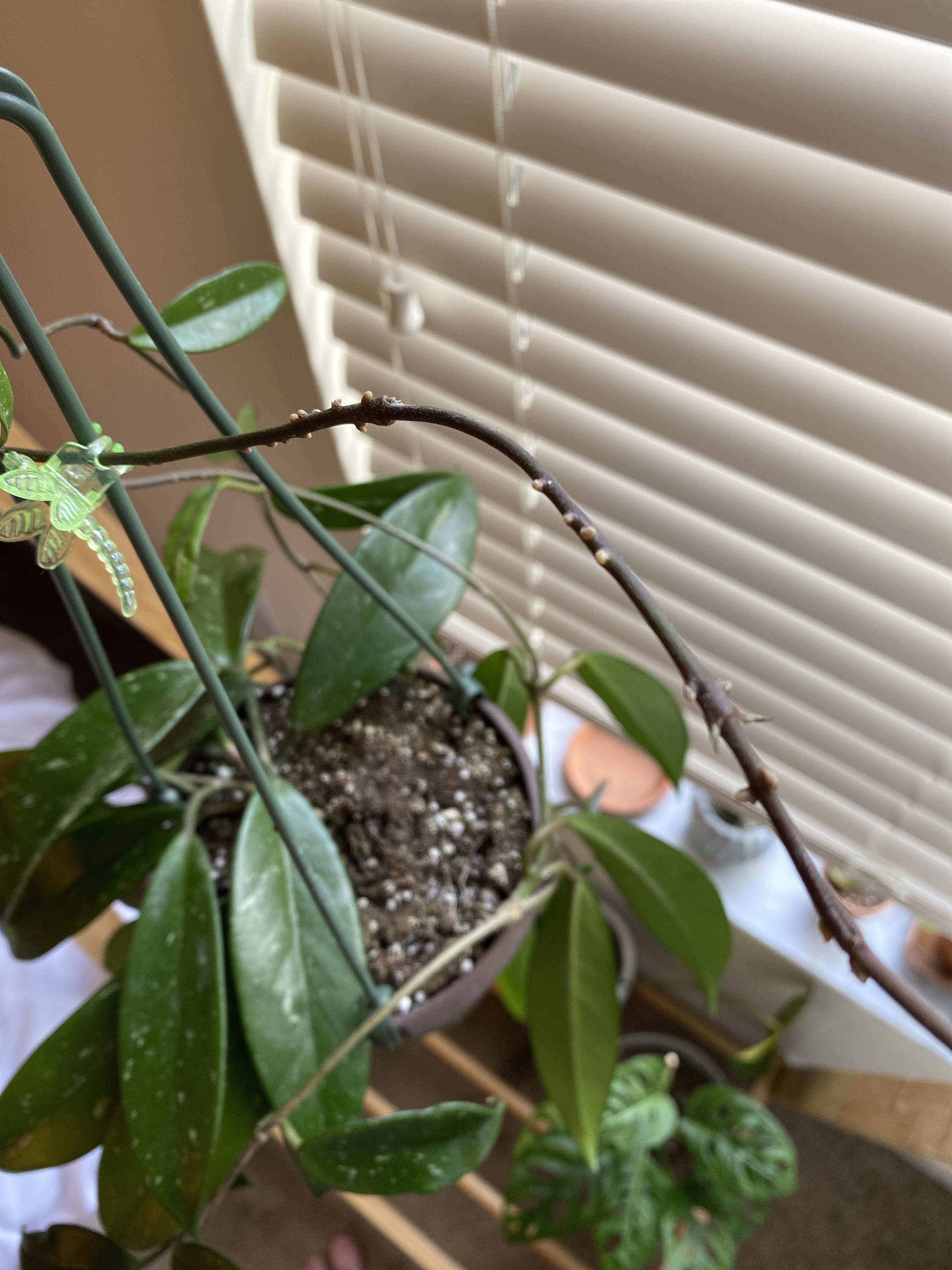 what are these whiteish bumps inbetween the nodes of my Hoya? Doesnt