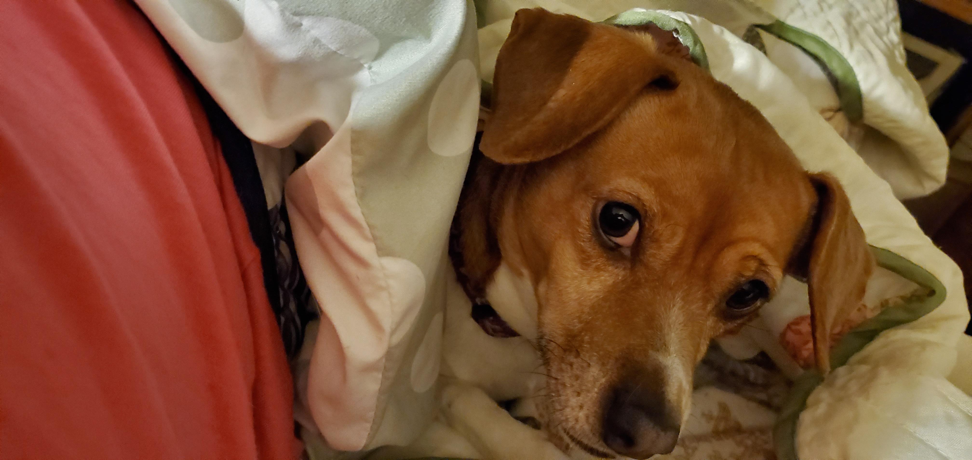 This is Bitsy. She loves burrowing under the covers and falling asleep