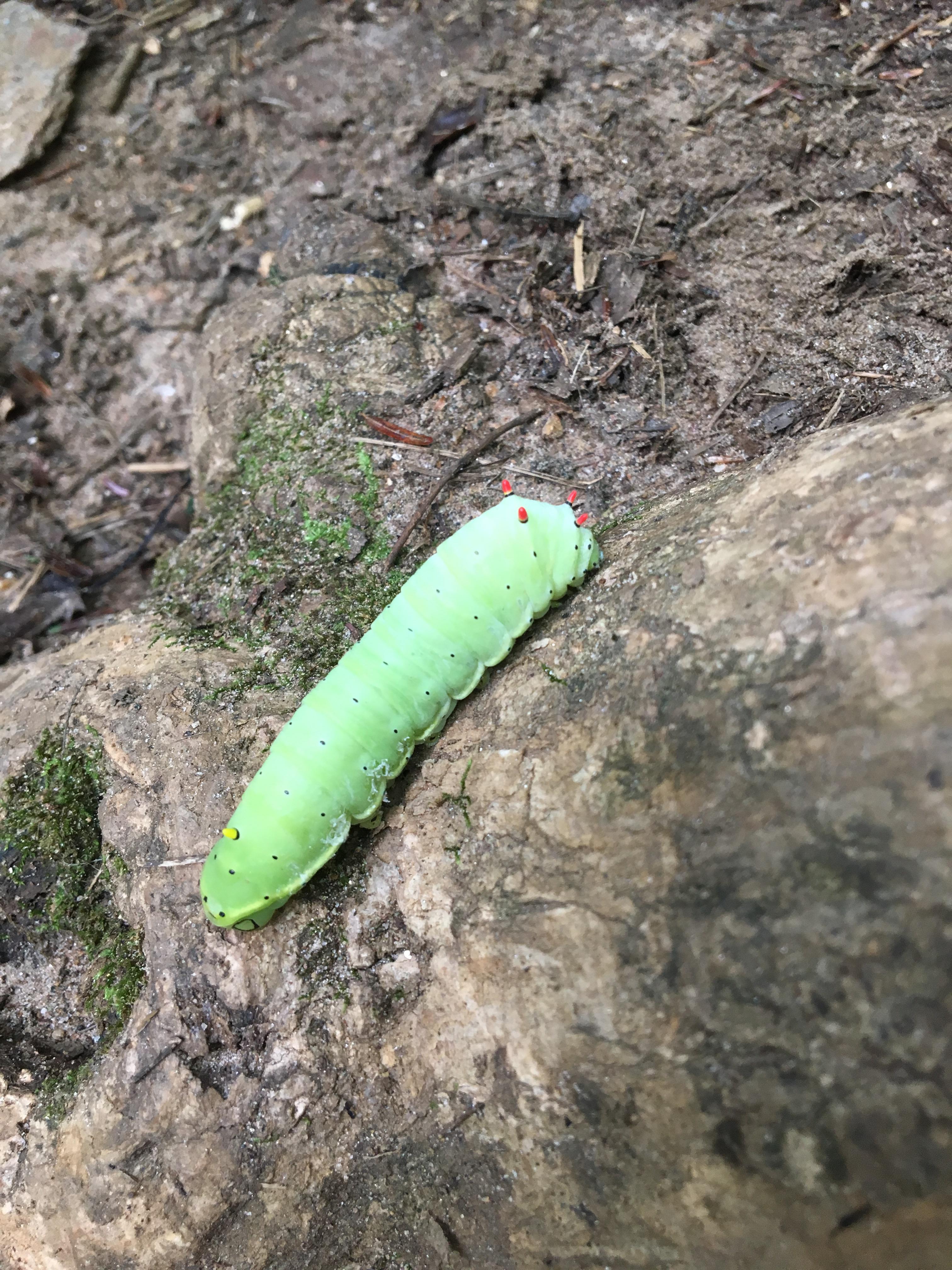 Caterpillar found in the woods of North r/whatsthisbug