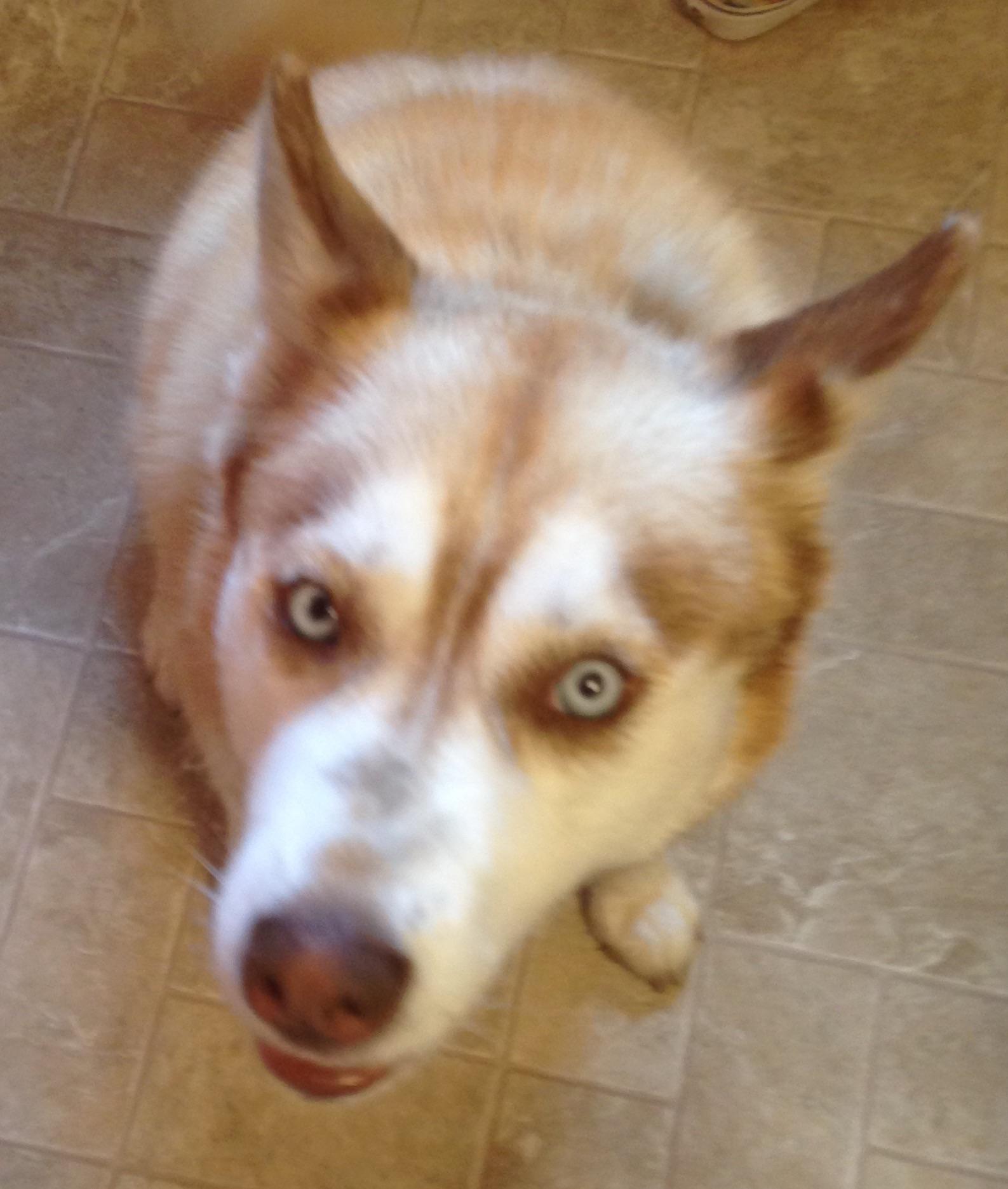 Total fur blowout r/husky