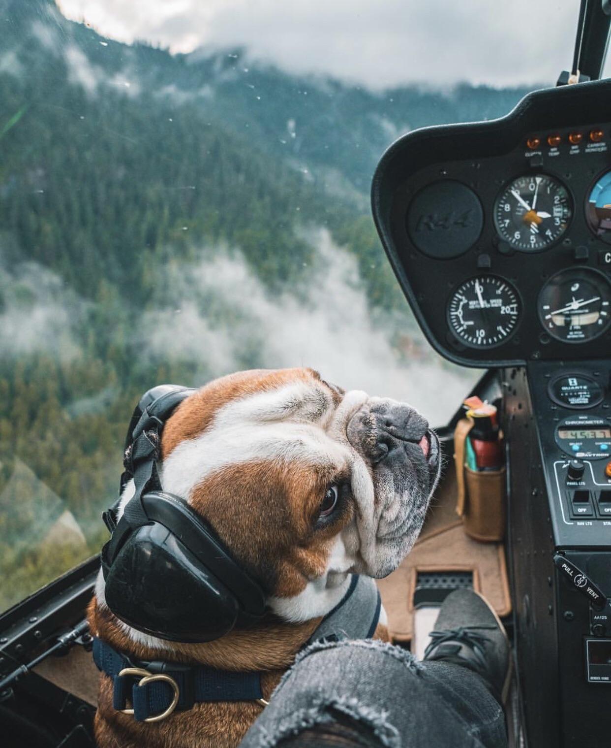 Officially the coolest pilot dog ever? r/Helicopters