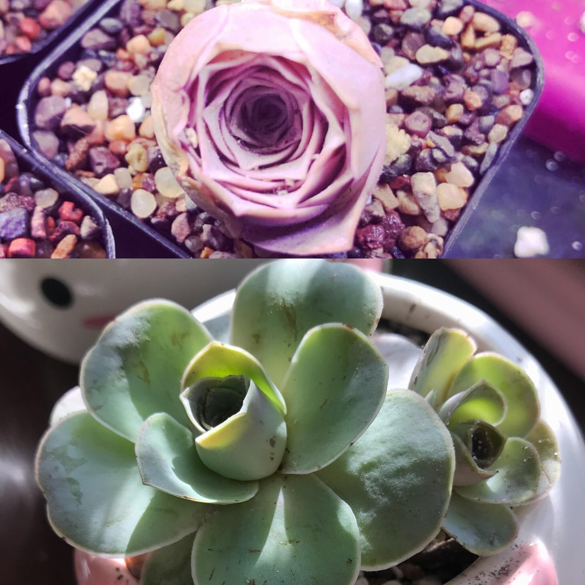 My mountainrose pink succulent from one year ago (top pic