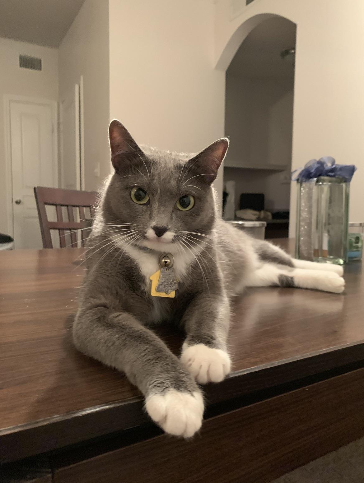 45 Hilarious Literary Cat Names Puns Punstoppable 🛑