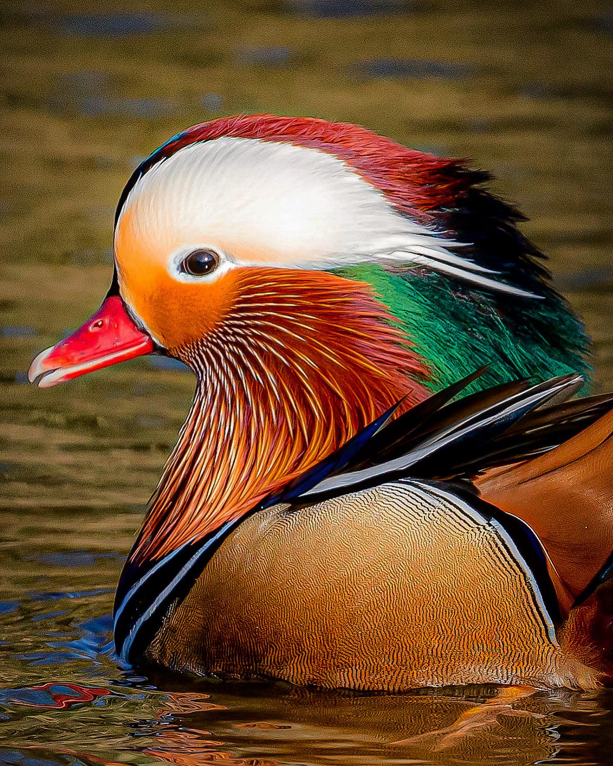 Mandarin Duck ( UK ) r/AnimalPorn