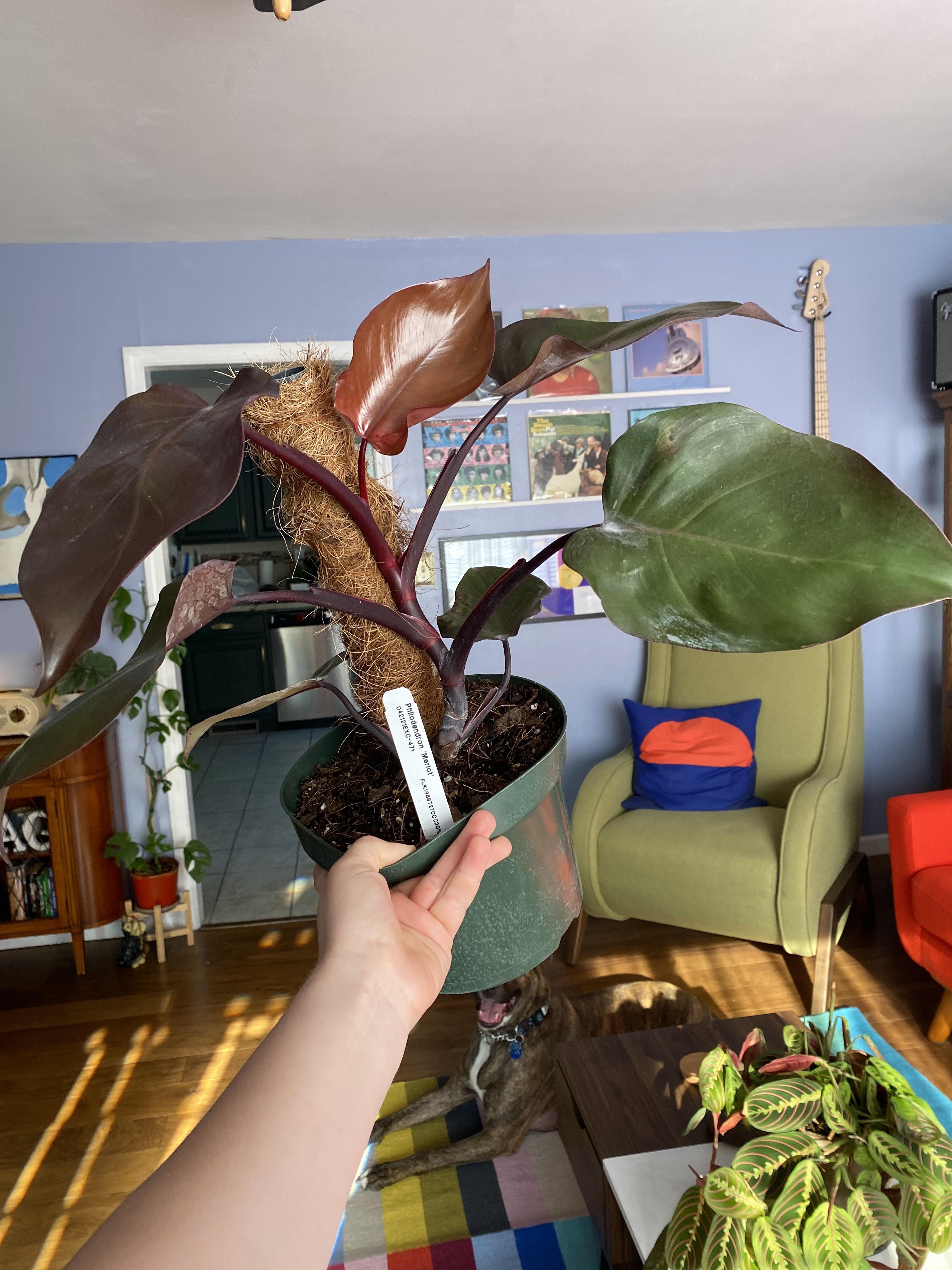 Scored a huge Philodendron Merlot (or Burgundy Princess) today RareHouseplants
