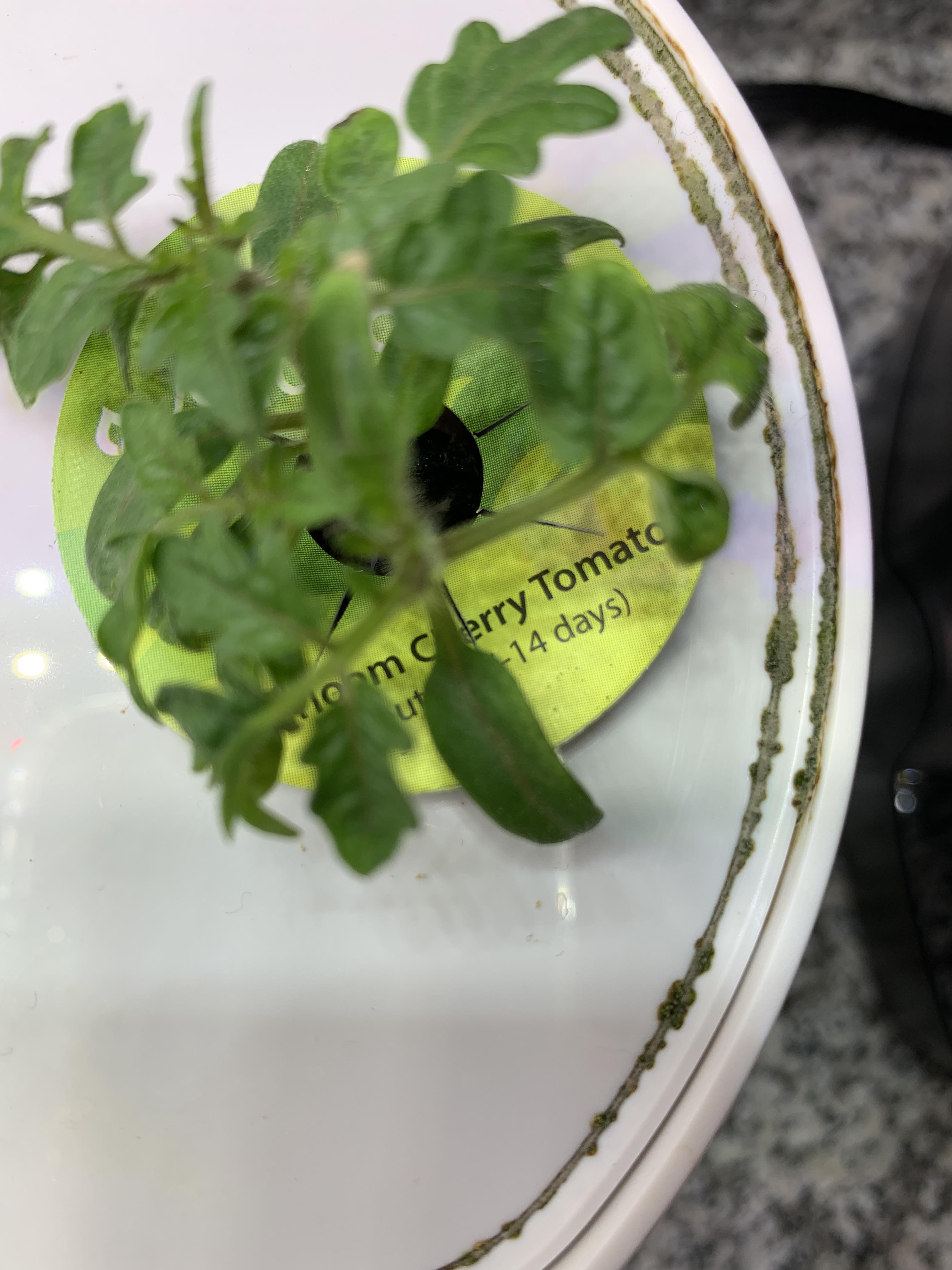 Green mold along edge of AeroGarden planter? aerogarden