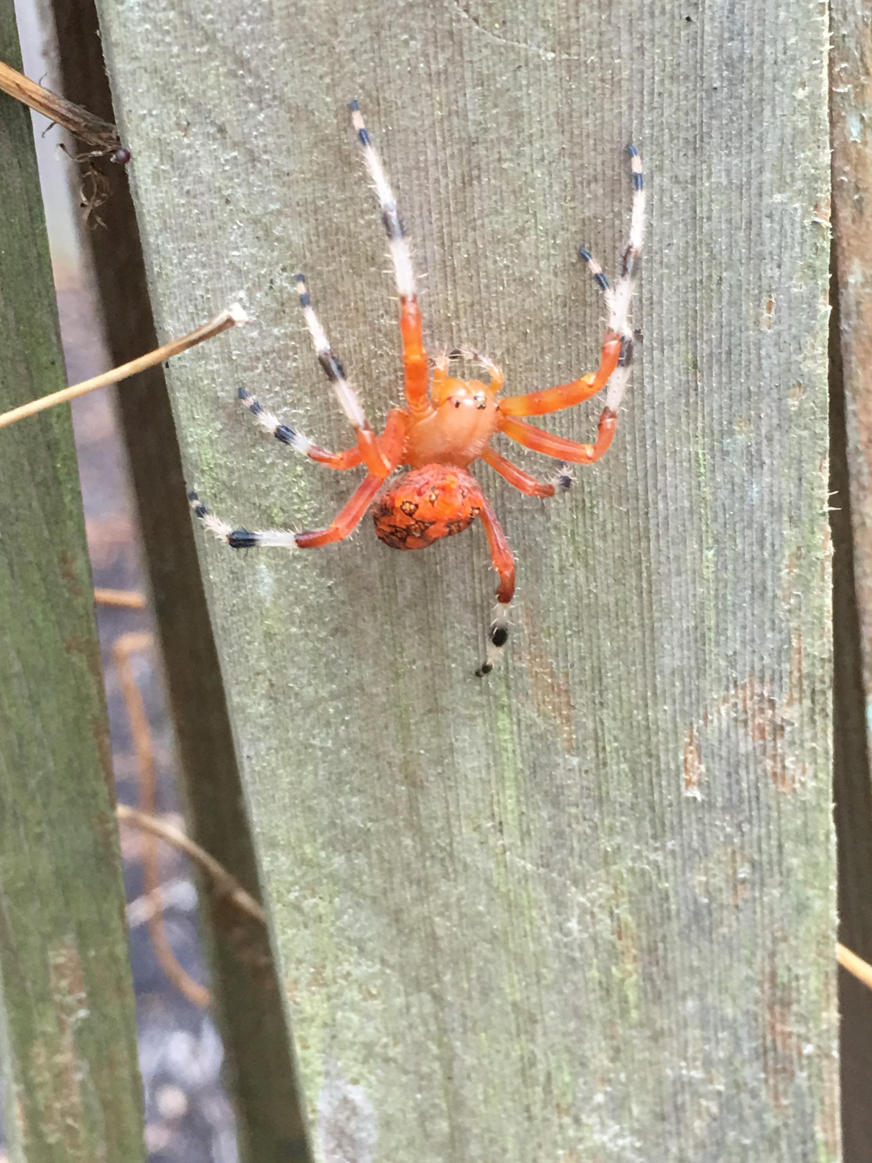 Central North Carolina, Dec 23 r/spiders