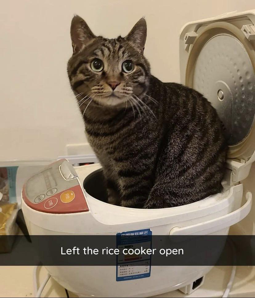 Cats love rice cookers too! r/UncleRoger