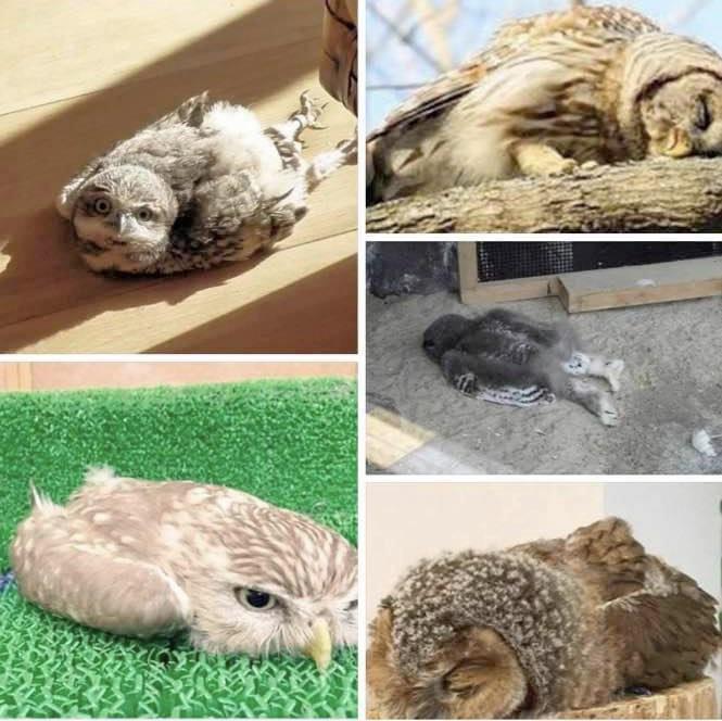 I just learned that owls lie down on their tummies to sleep r/aww